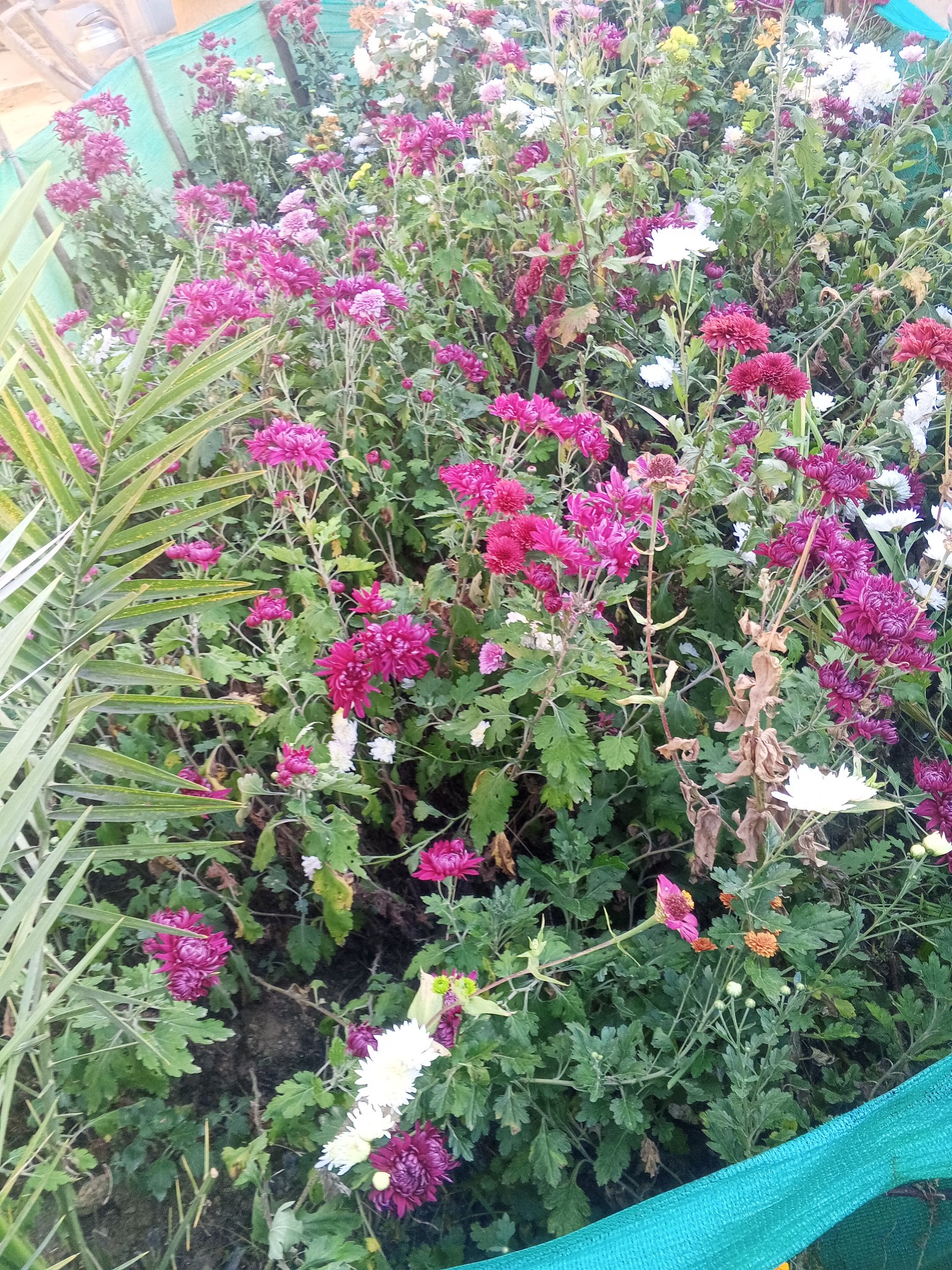 Mahboba Sanam