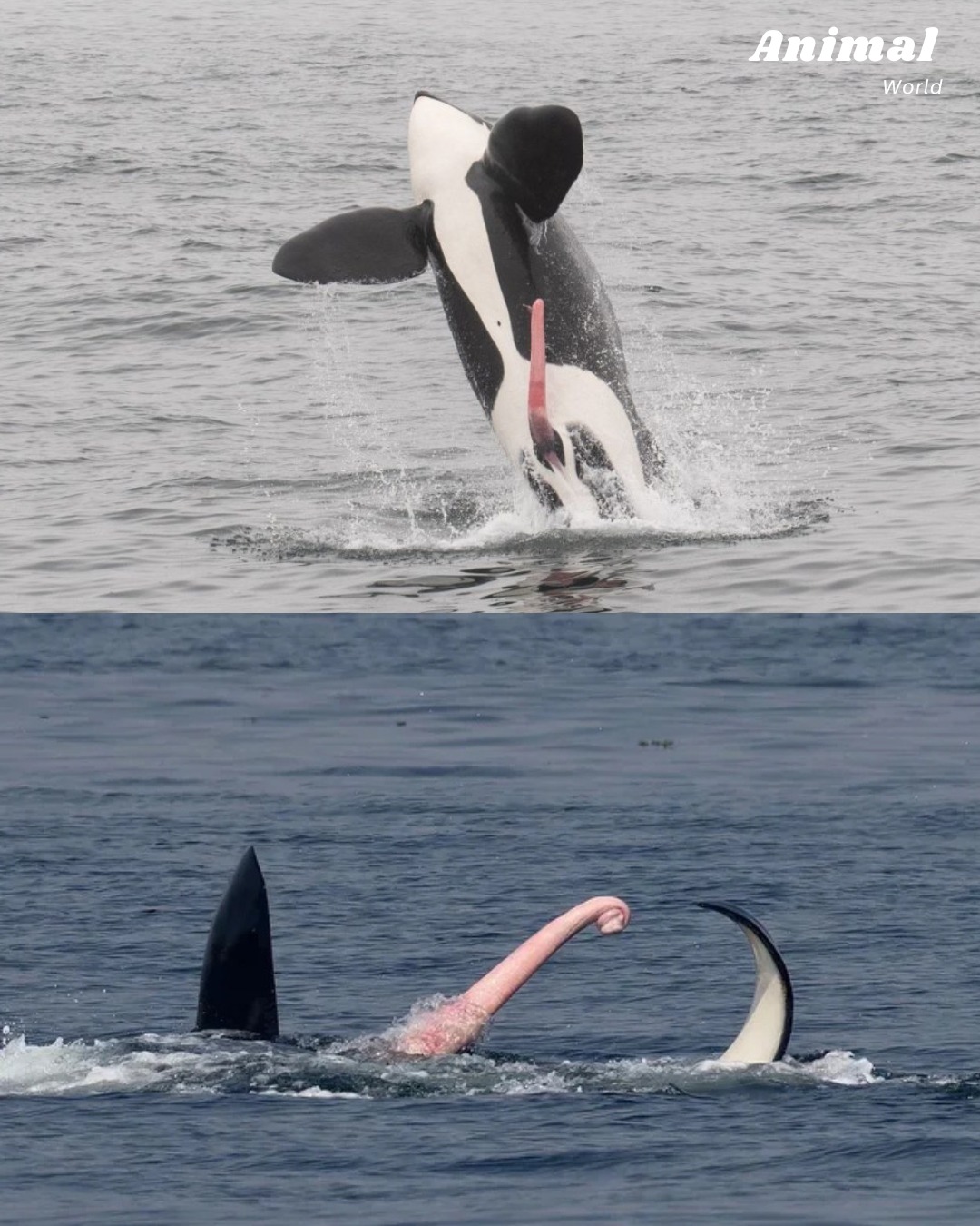Animal World - 🐋 The Breaching Orca — And the Rare Glimpse... | Facebook