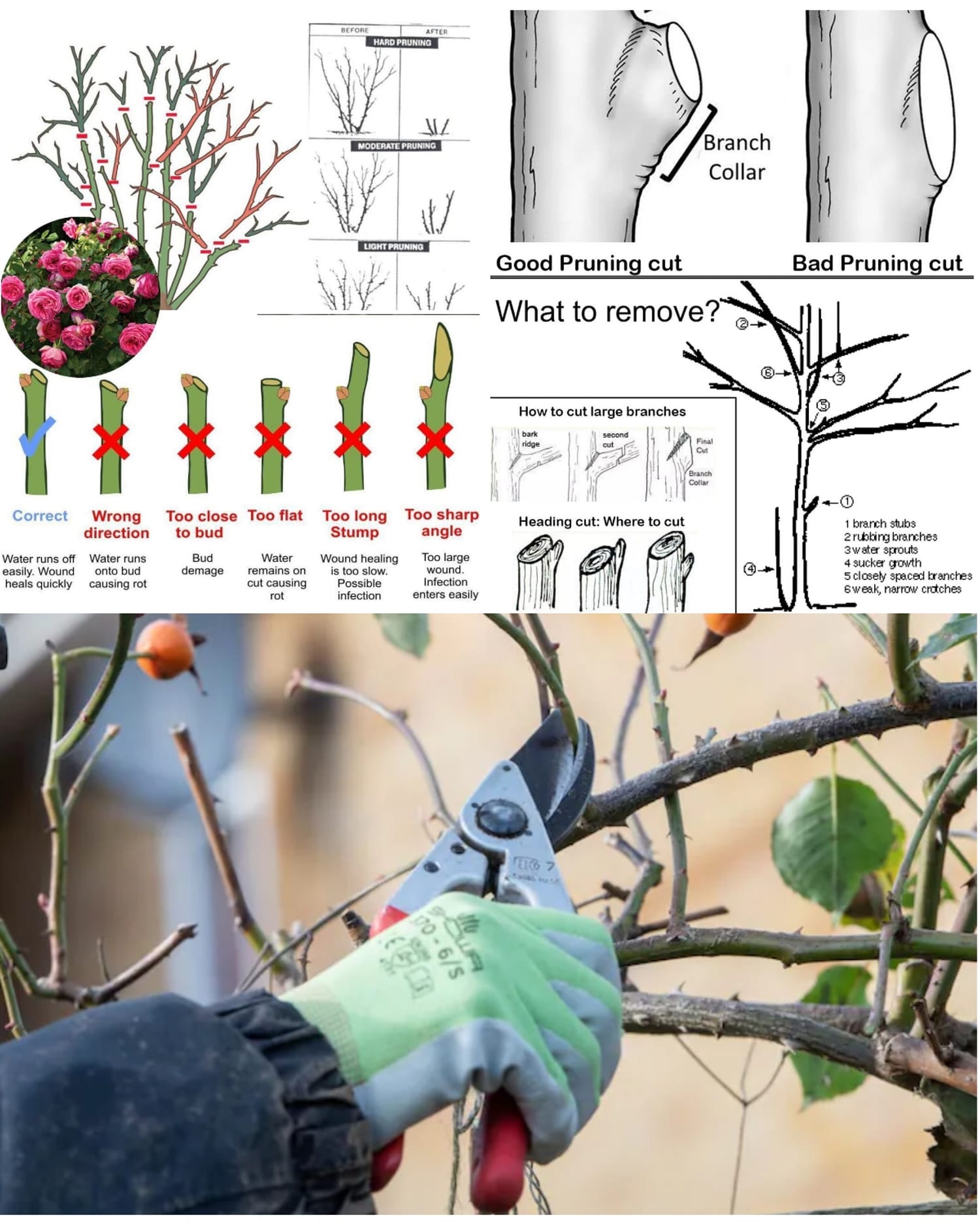 Gardening - How and When to Prune Trees and Shrubs 🌳 | Facebook