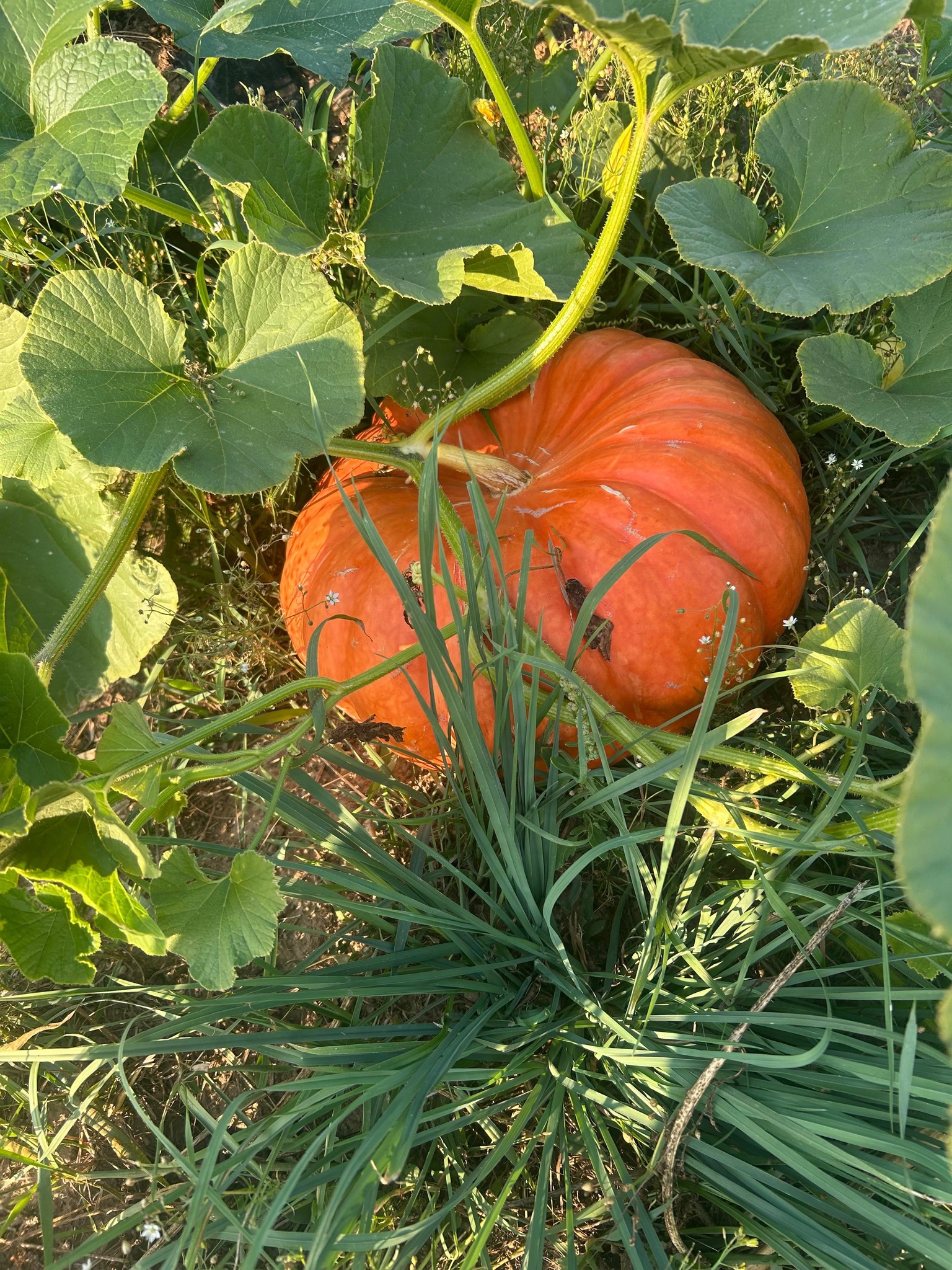 Bushel & A Peck Farm | Sandpoint ID