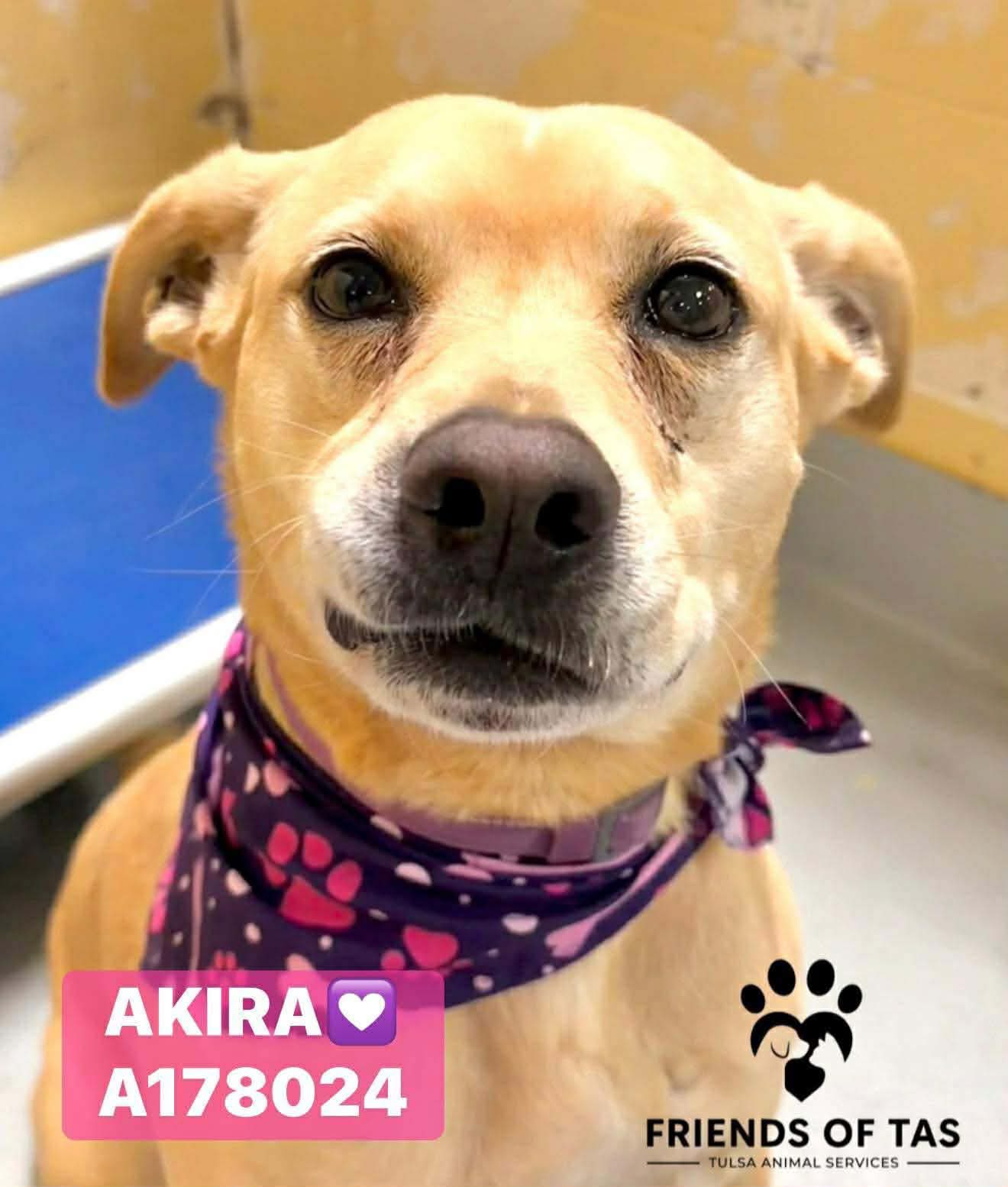 Friends - Update: ADOPTED A170160 Located At: City of Tulsa Animal ...
