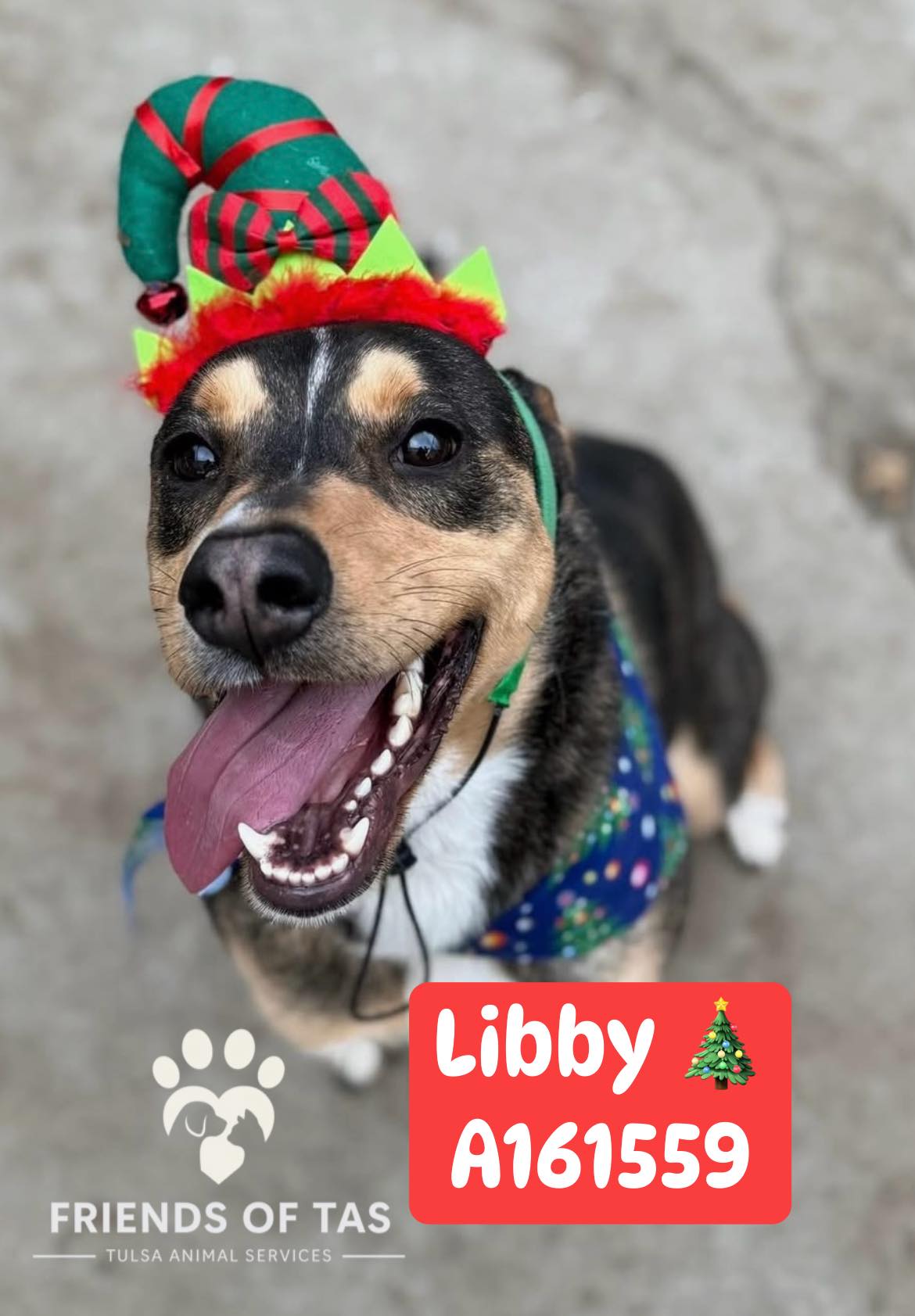 Friends - Update: ADOPTED!!! A161559 Located At: City of Tulsa Animal ...