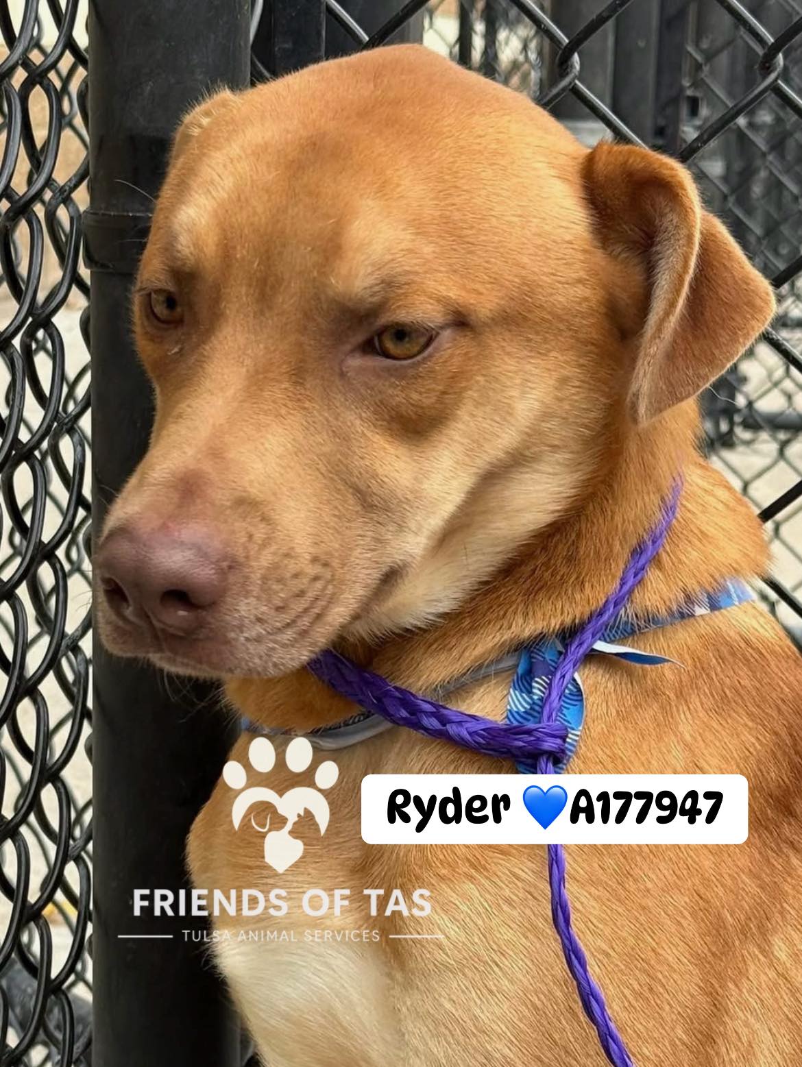 Friends - Update: ADOPTED!! A177947 Located At: City of Tulsa Animal ...