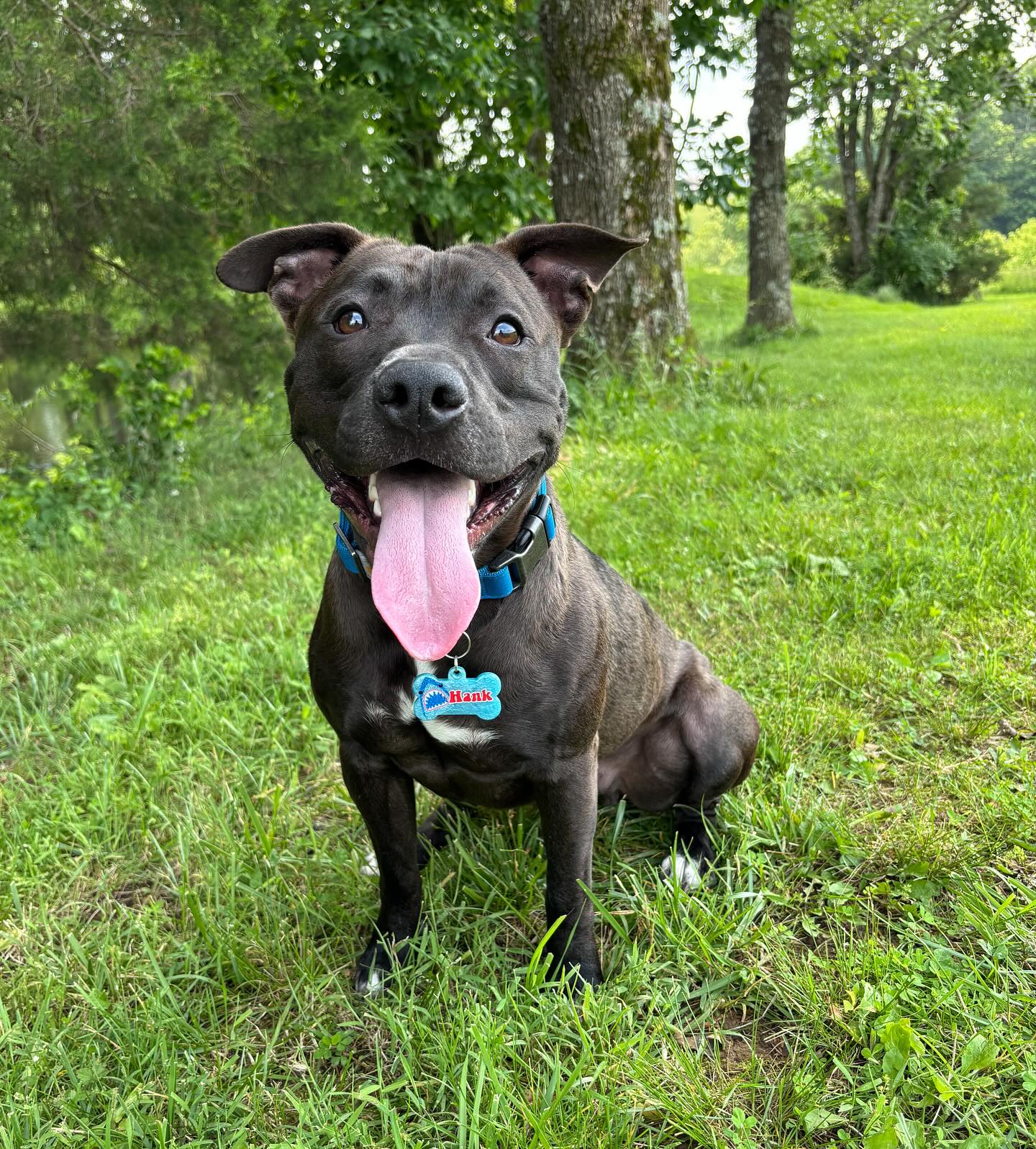 The Pitty Pack - Happy Thursday from my baby shark Hankie🥹... | Facebook