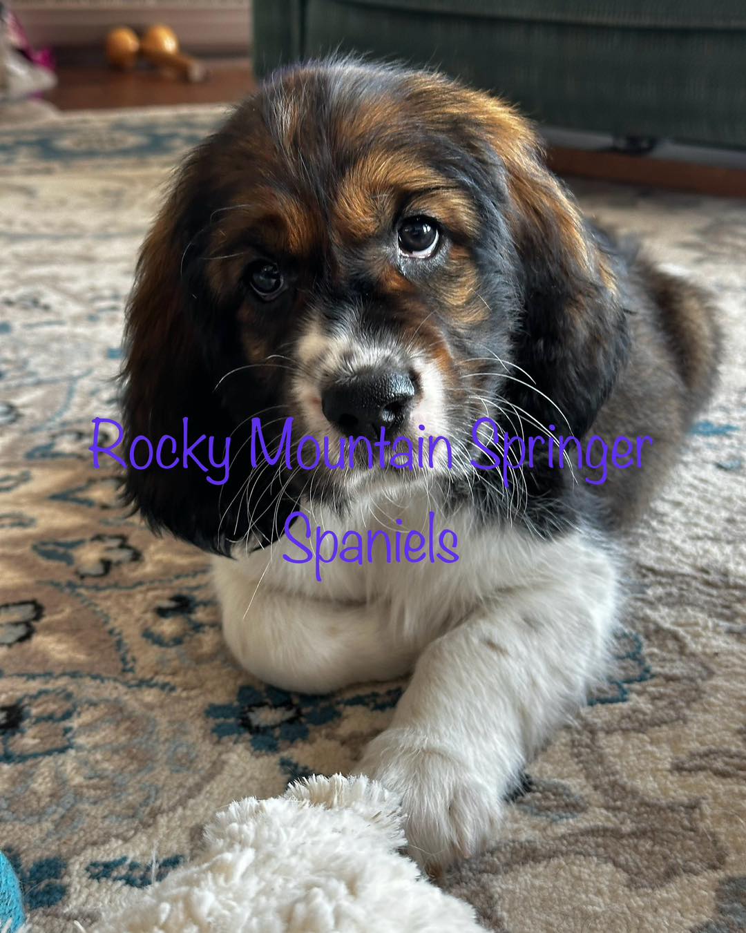 Rocky Mountain Springer... - Rocky Mountain Springer Spaniels
