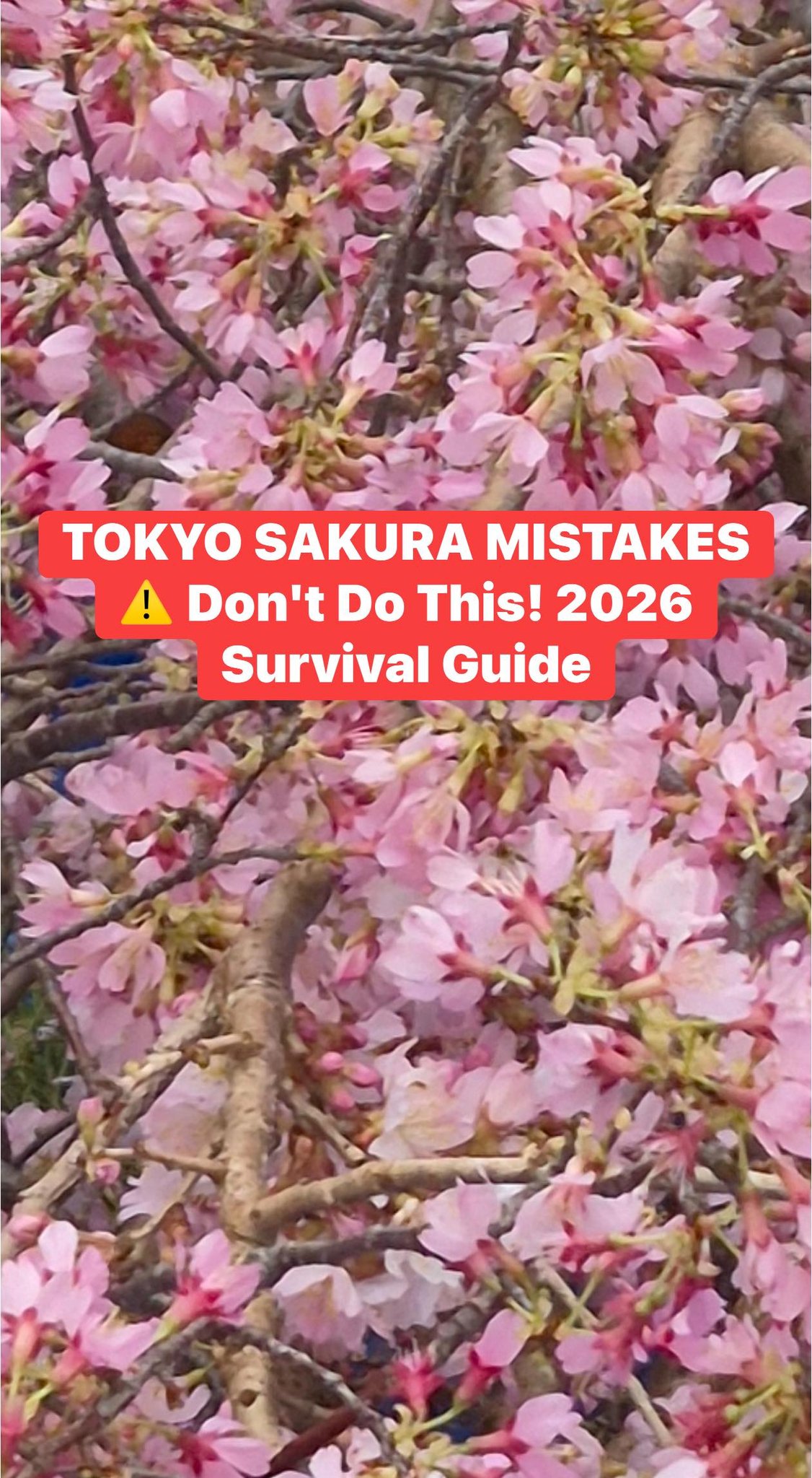 Japan's 2026 cherry blossom forecast and travel guide