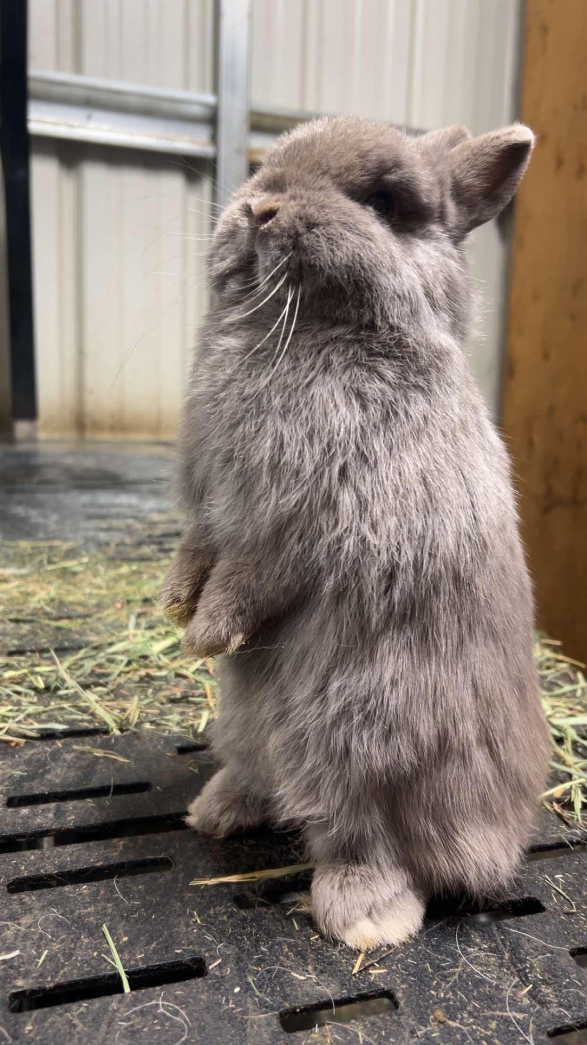 Willow Hollow Rabbitry | Maple Valley WA