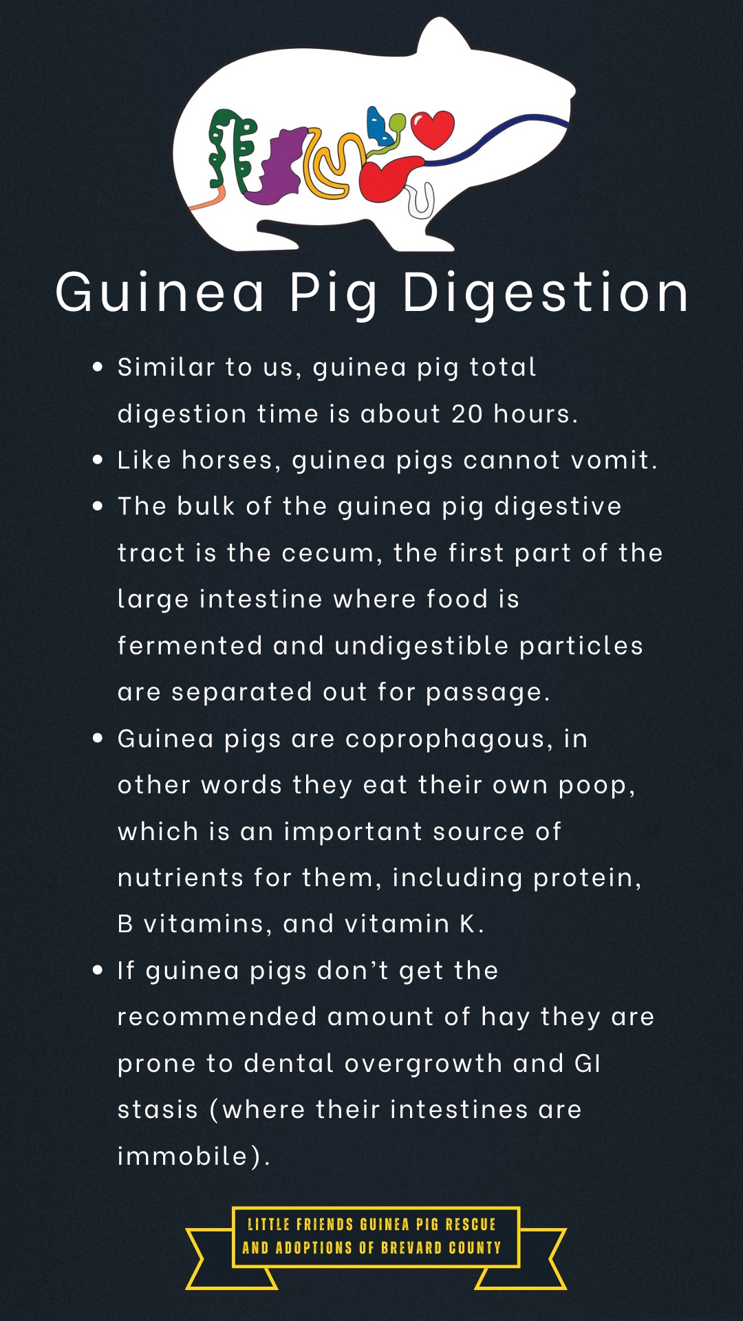 Photo inspiration: Treat For Guina Pig Digestive Problems Reference: Here S Some Fun Facts About Guinea Pig Digestion Can