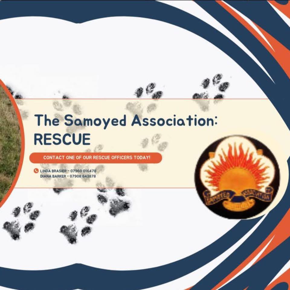 The Samoyed Association: Rescue - UK