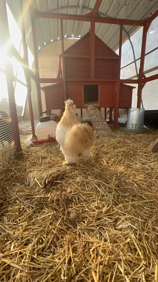 BINOO the Chicken