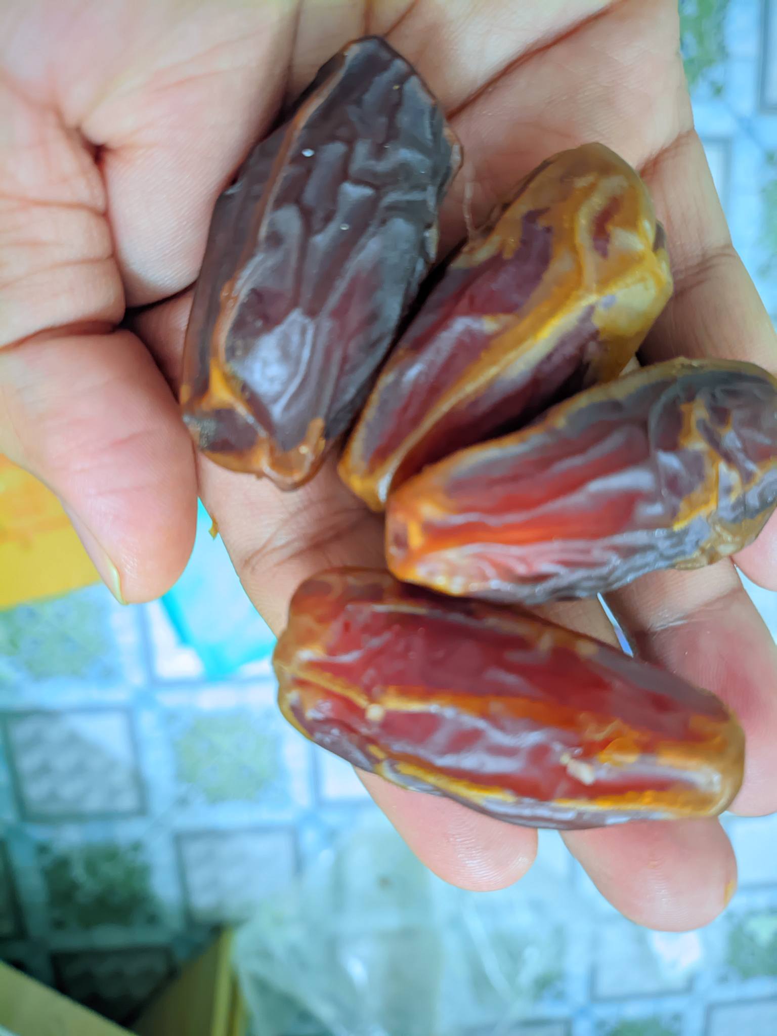 نخلة -খেজুর | Mymensingh