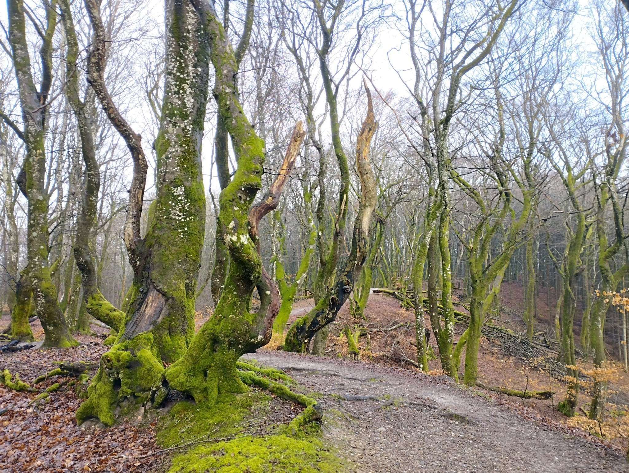 Rold Skov, Denmark So beautiful, even without leaves, the trees 