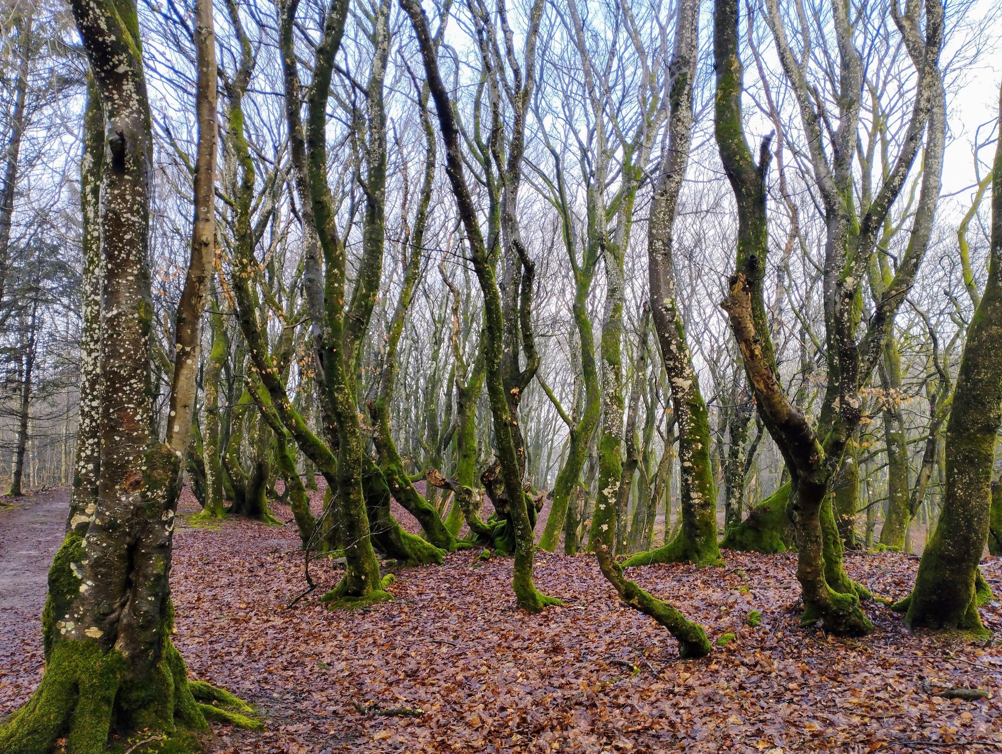 Rold Skov, Denmark So beautiful, even without leaves, the trees 