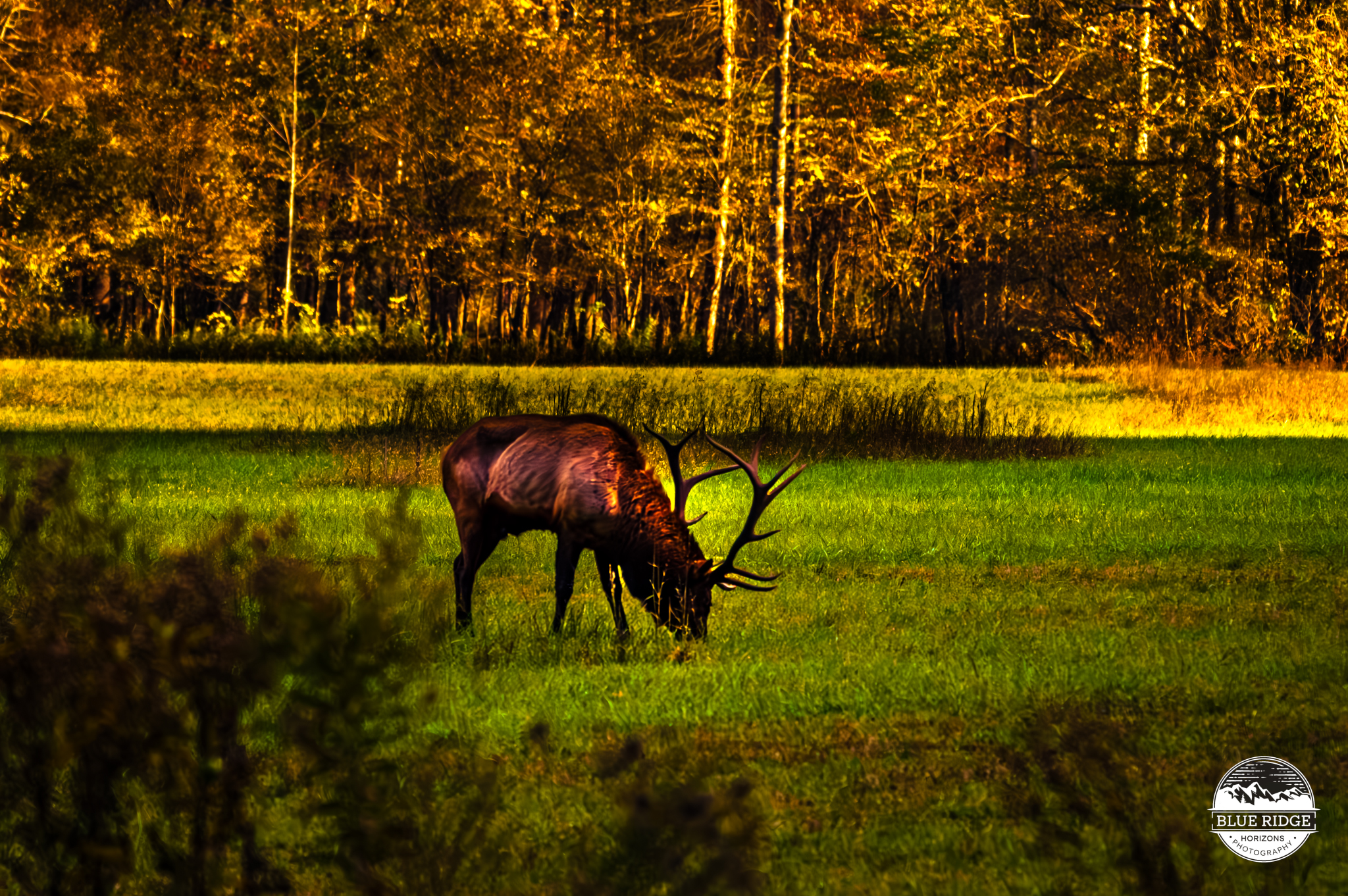 📍 Elk at Oconaluftee —... - Blue Ridge Horizons Photography | Facebook