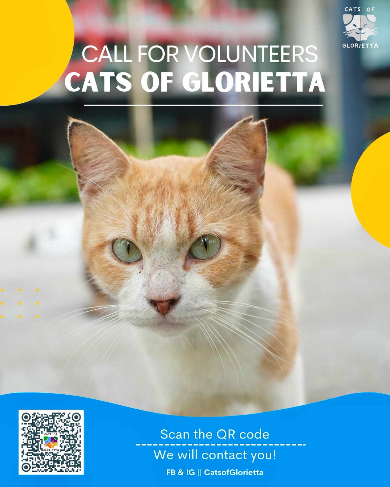 Cats - 🌙 Volunteer Call — Night Shift Needed 🐾 Cats of Glorietta is ...