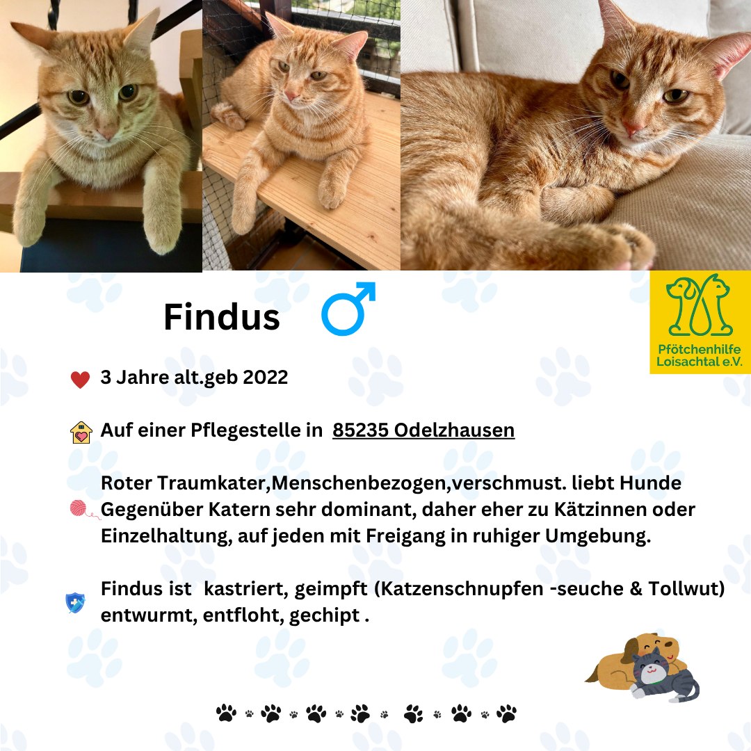 💚 Findus ist vermittelt 💚... - Pfötchenhilfe Loisachtal e.V. | Facebook
