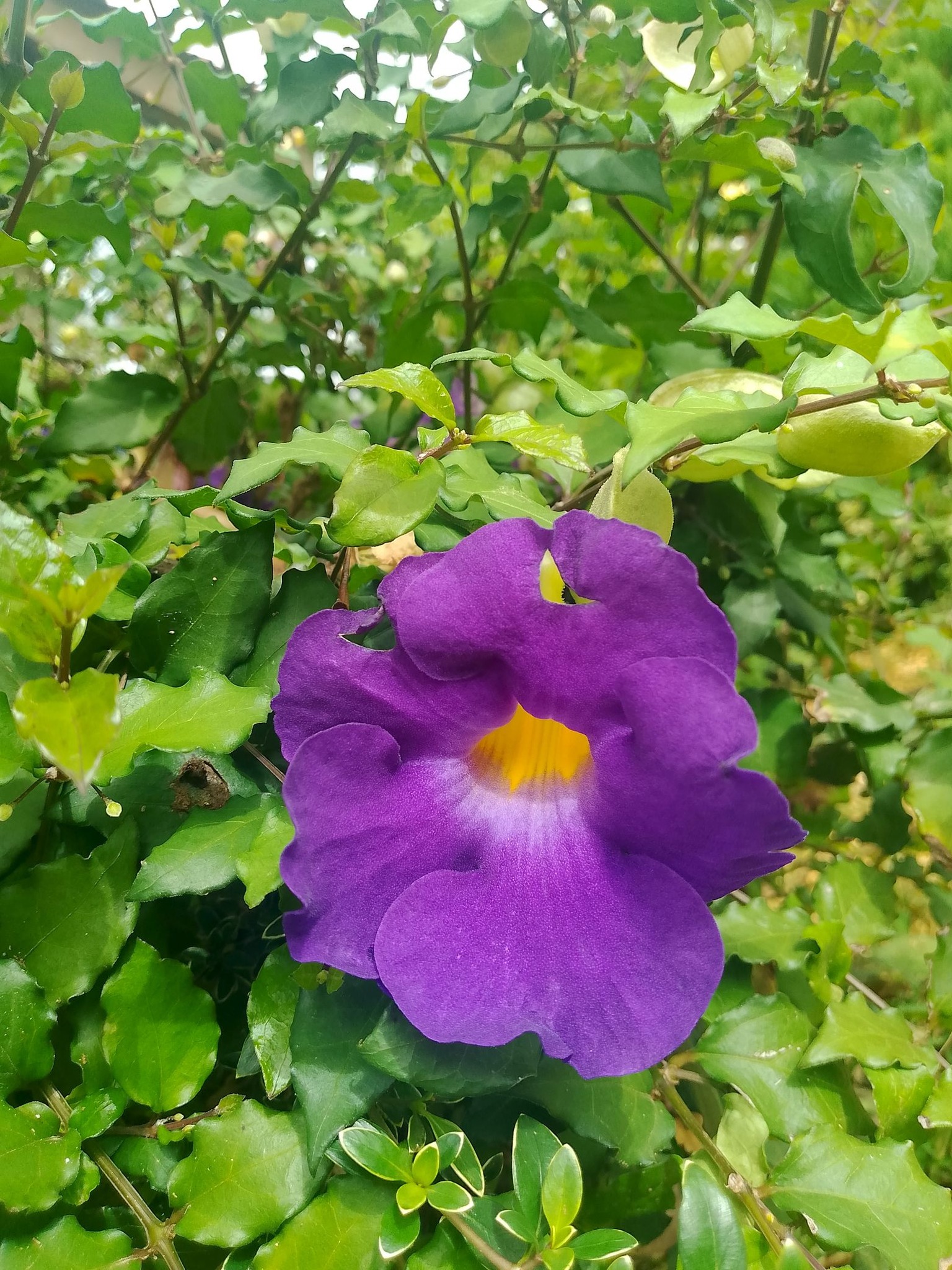 king's mantle from c lippings is an upright shrub growing up to 4 ft. The shoots are quadrangular and each angle bears a narrow wing. Leaves are ovate-elliptic, and oppositely arranged. Leaf margin is entire Colorado Mobile IV Therapy