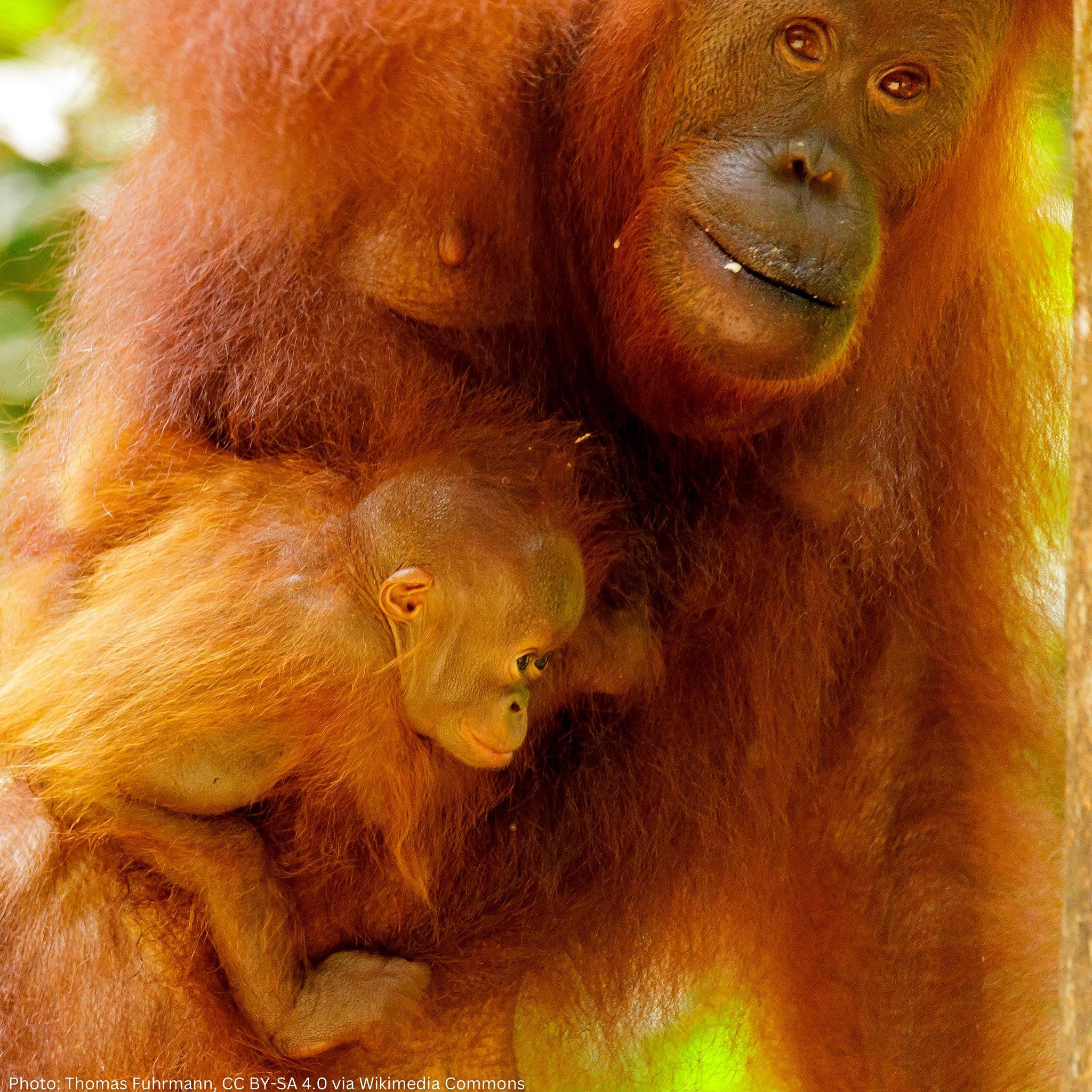 Orangutan - Happy Saturday, everyone! Wishing you a weekend as bright ...