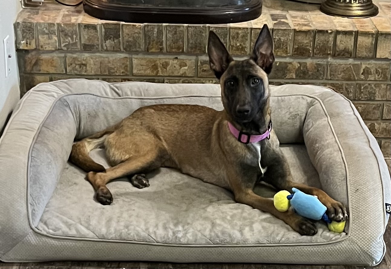 Meet Zara! This sweet... - The Howling Wolf Acres dog rescue | Facebook