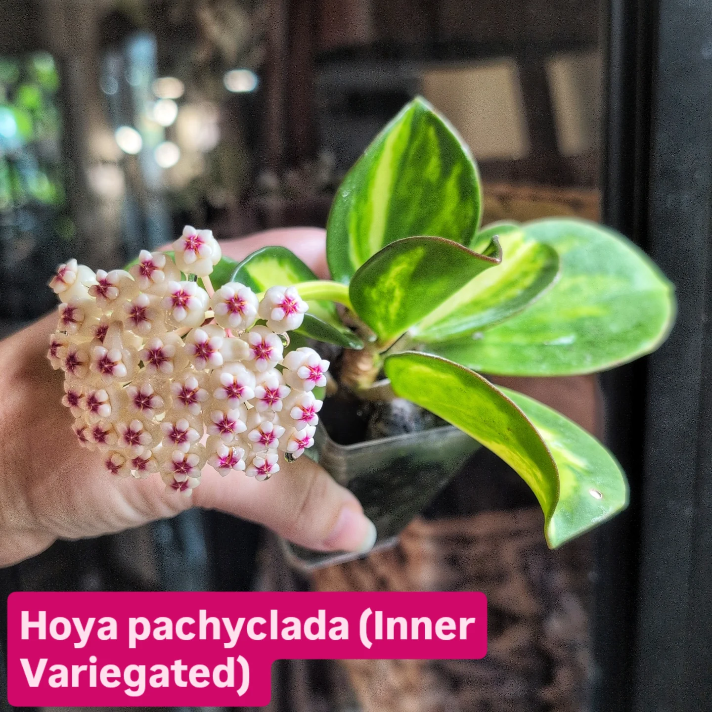Hoya pachyclada inner variegated finally open