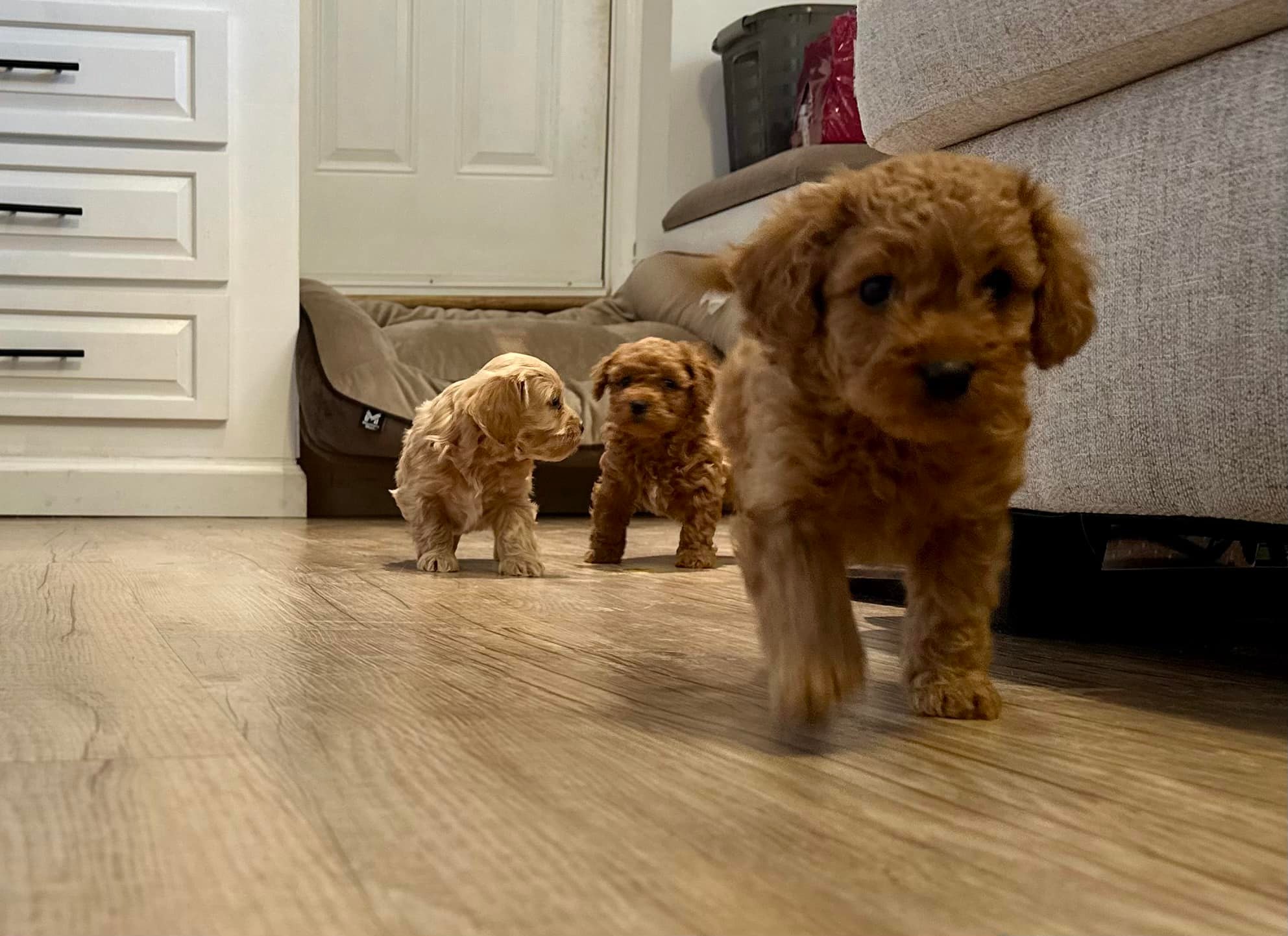 Cavapoo Puppies Home | These pups are loving life