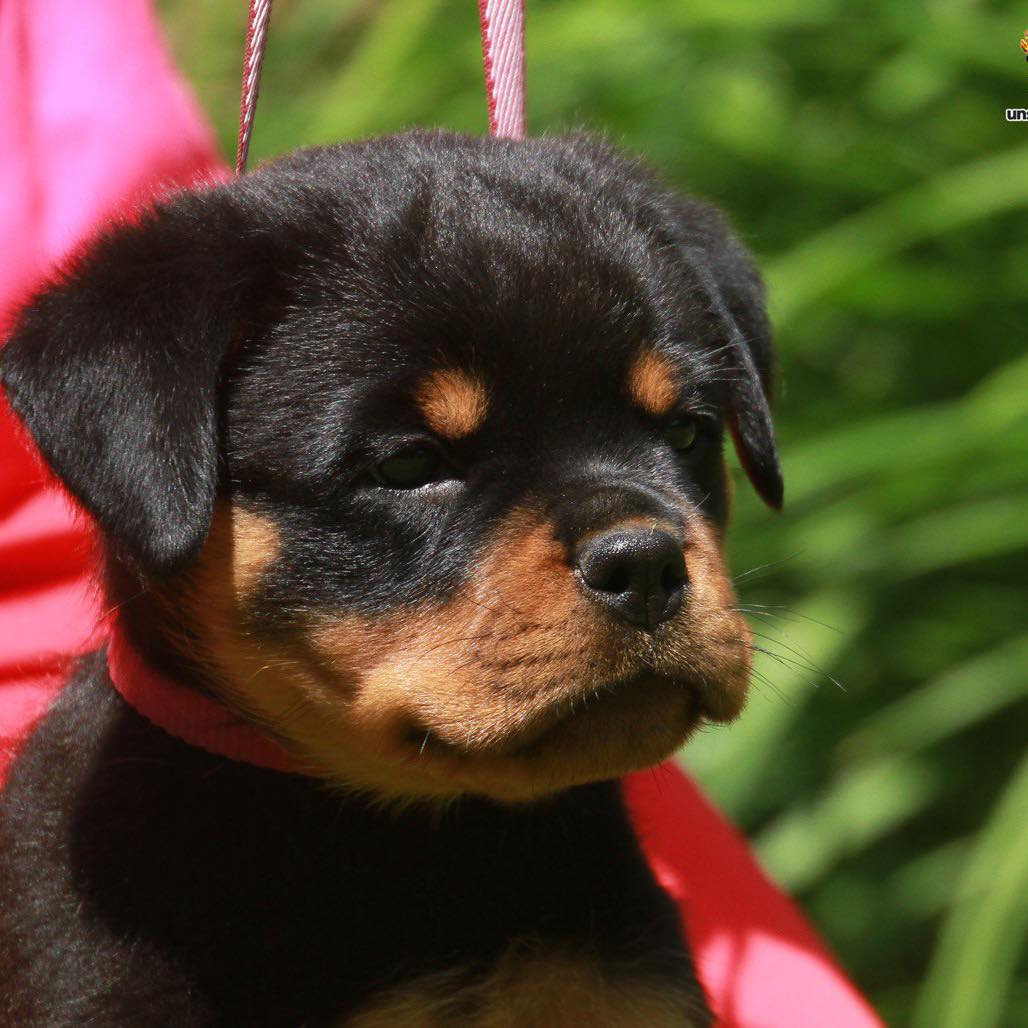 🐾 Socialization is a must! 😎 Walks, new friends, and little adventures ...