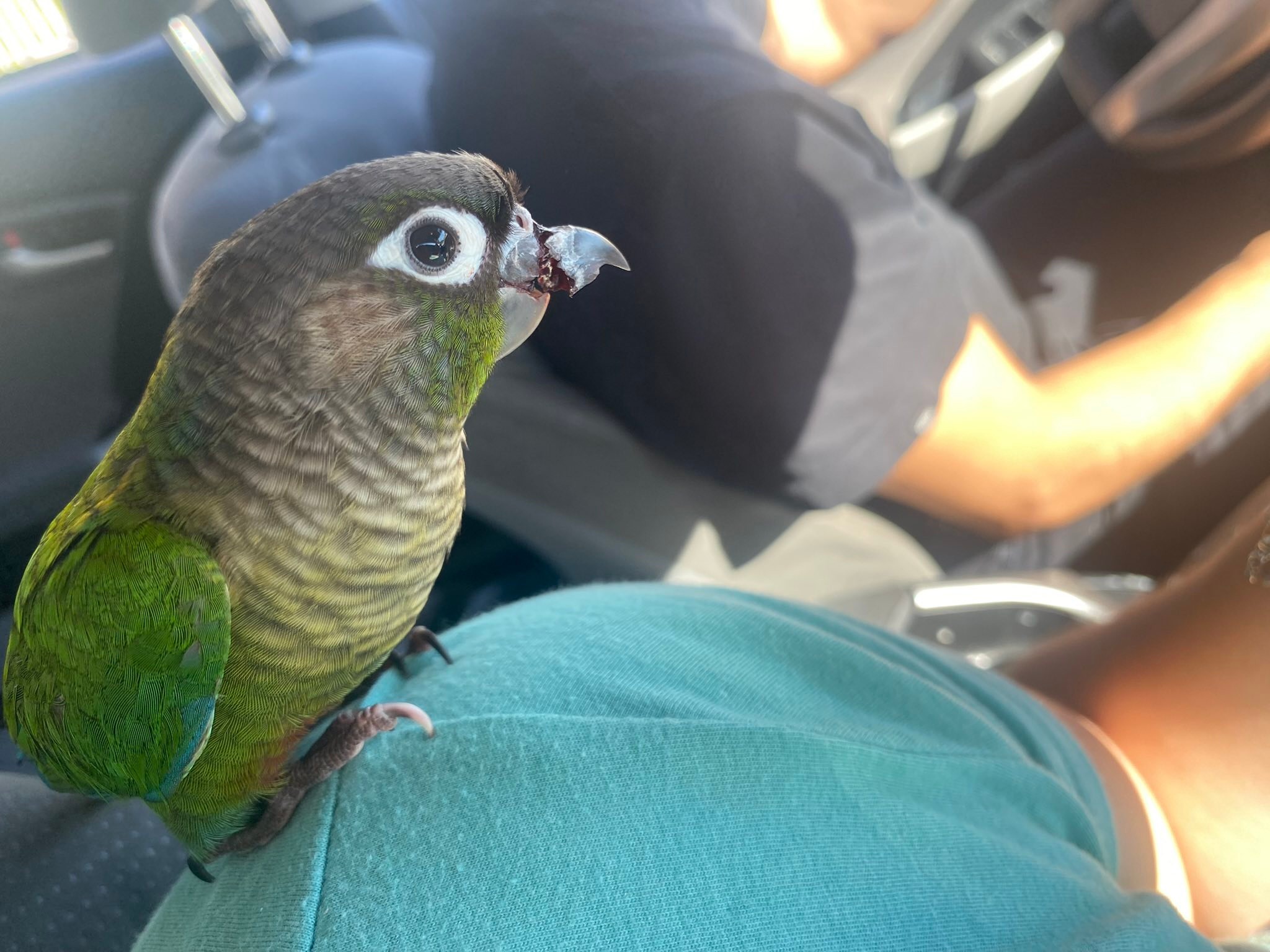 What to do if a bird with a broken beak is lost in Lynwood, WA?