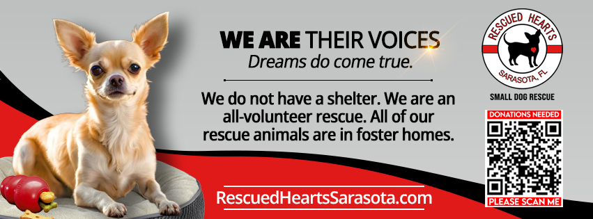 Rescued Hearts - Small Dog Rescue | Sarasota FL