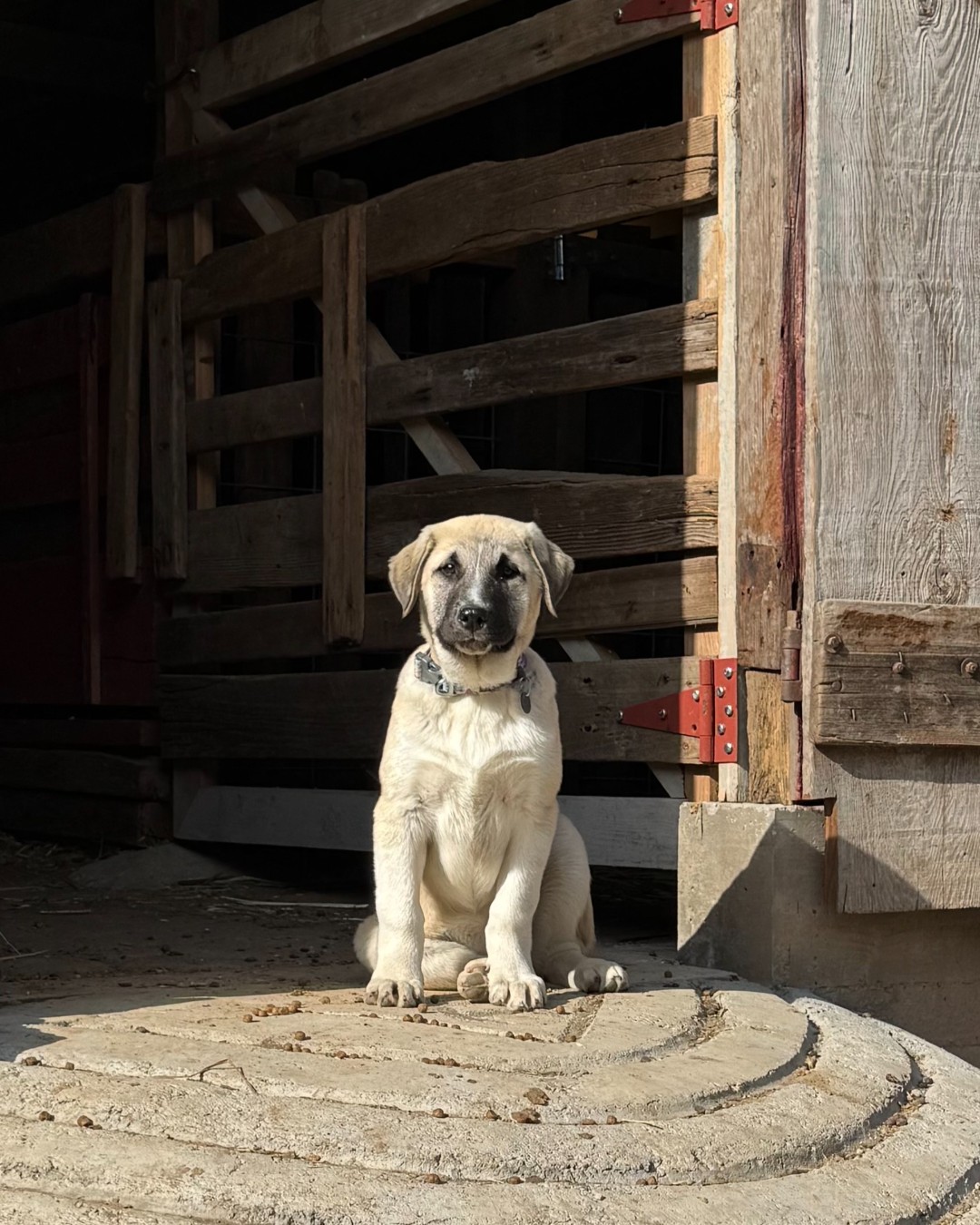 46 - One year ago today, little Freya joined the ranch 🐾 Since then ...