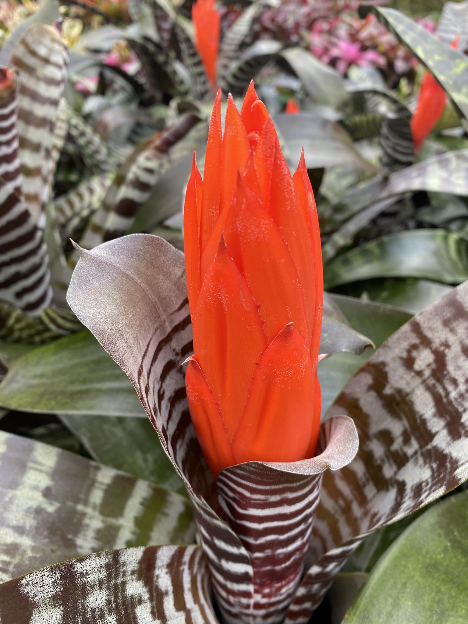 Aechmea black selected hybrid plant