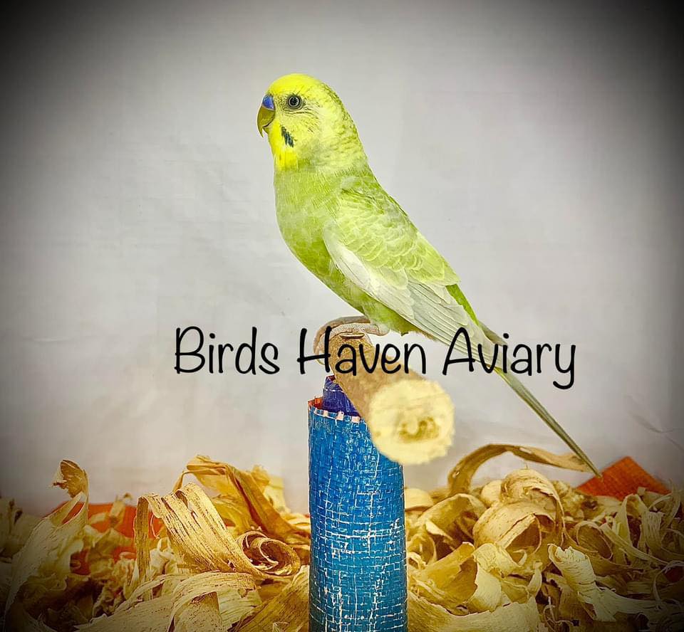 Visual Reference: Birds Haven Aviary
