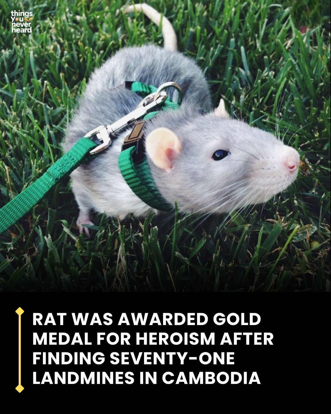 pustyn - A trained rat became an unexpected hero after detecting more ...