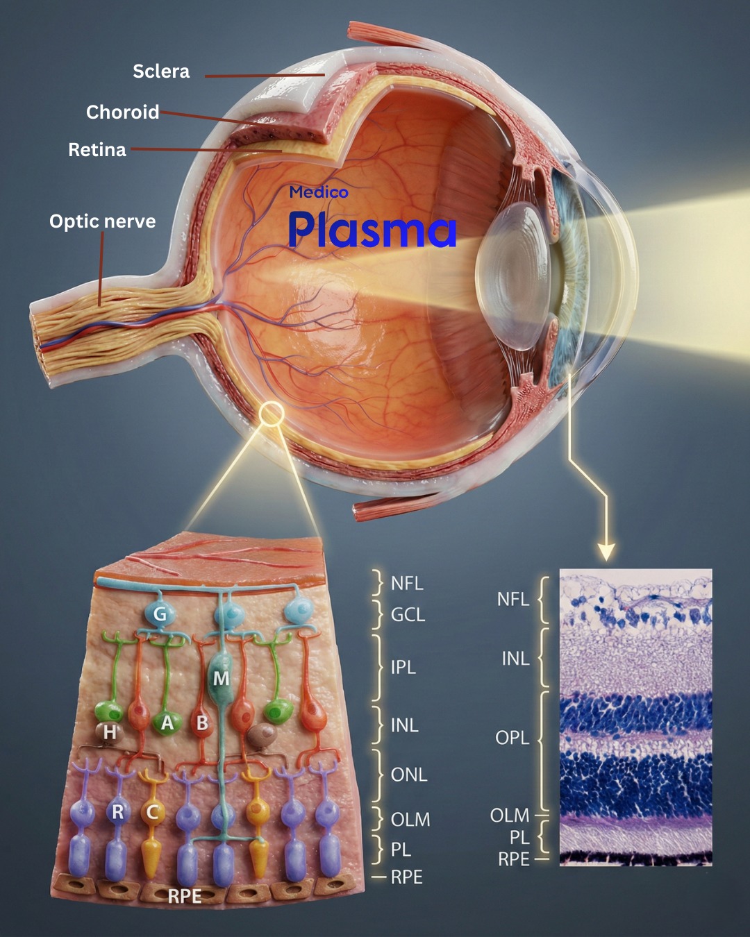 Medico - The Cell of retina layers The eye functions like a biological ...