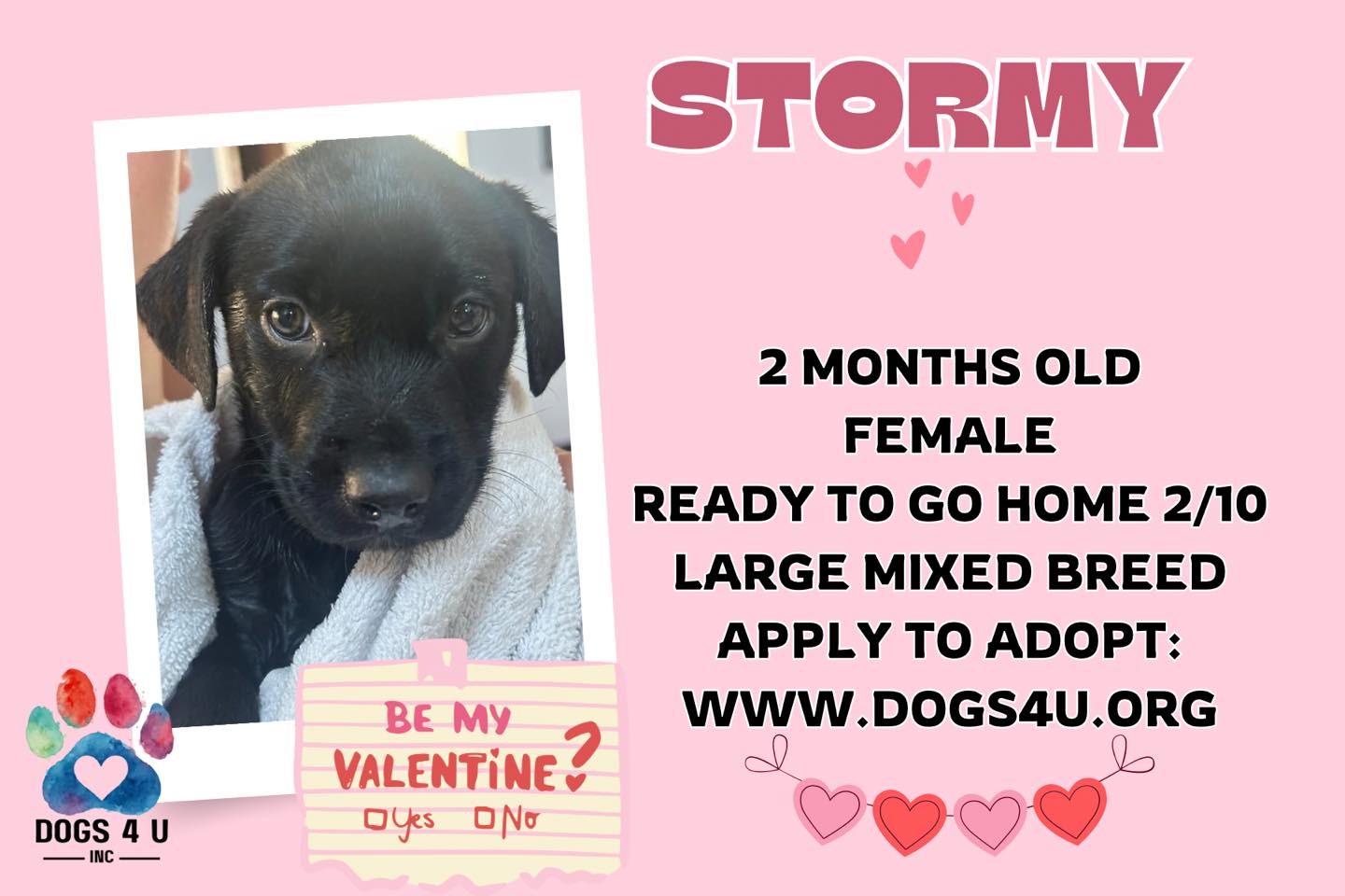 Dogs 4 U - 🌧️💘 Stormy is bringing nothing but sunshine... | Facebook
