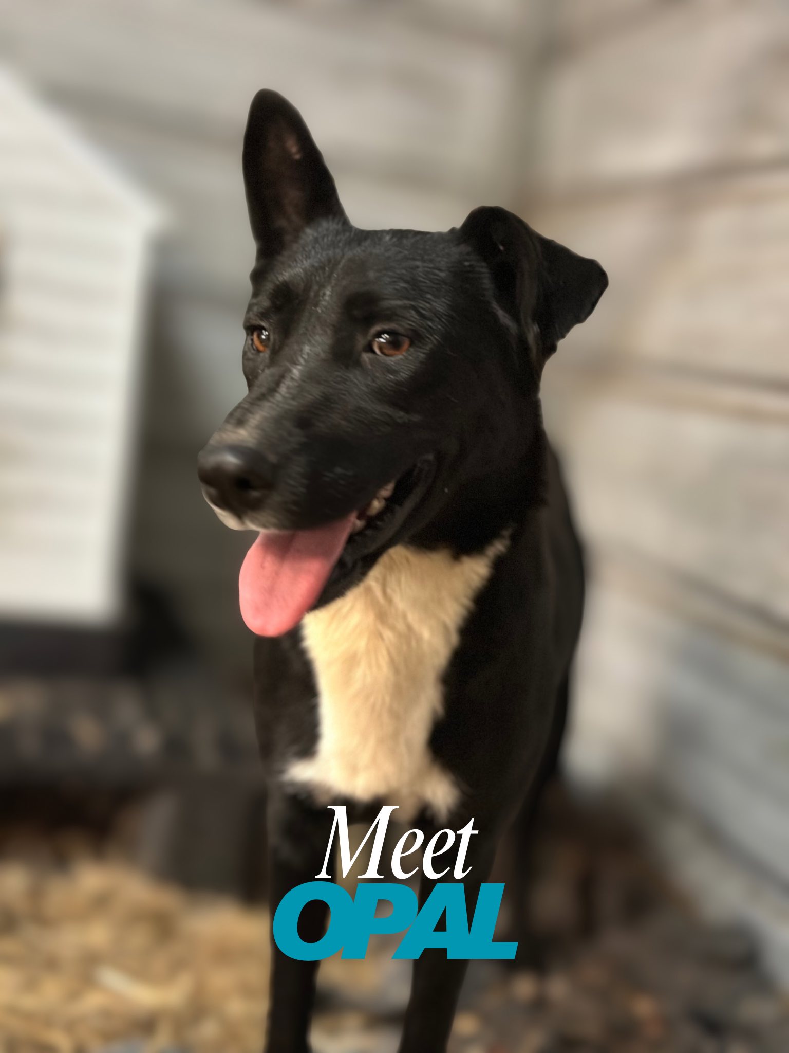 Meraki Animal Rescue &... - Meraki Animal Rescue & Outreach