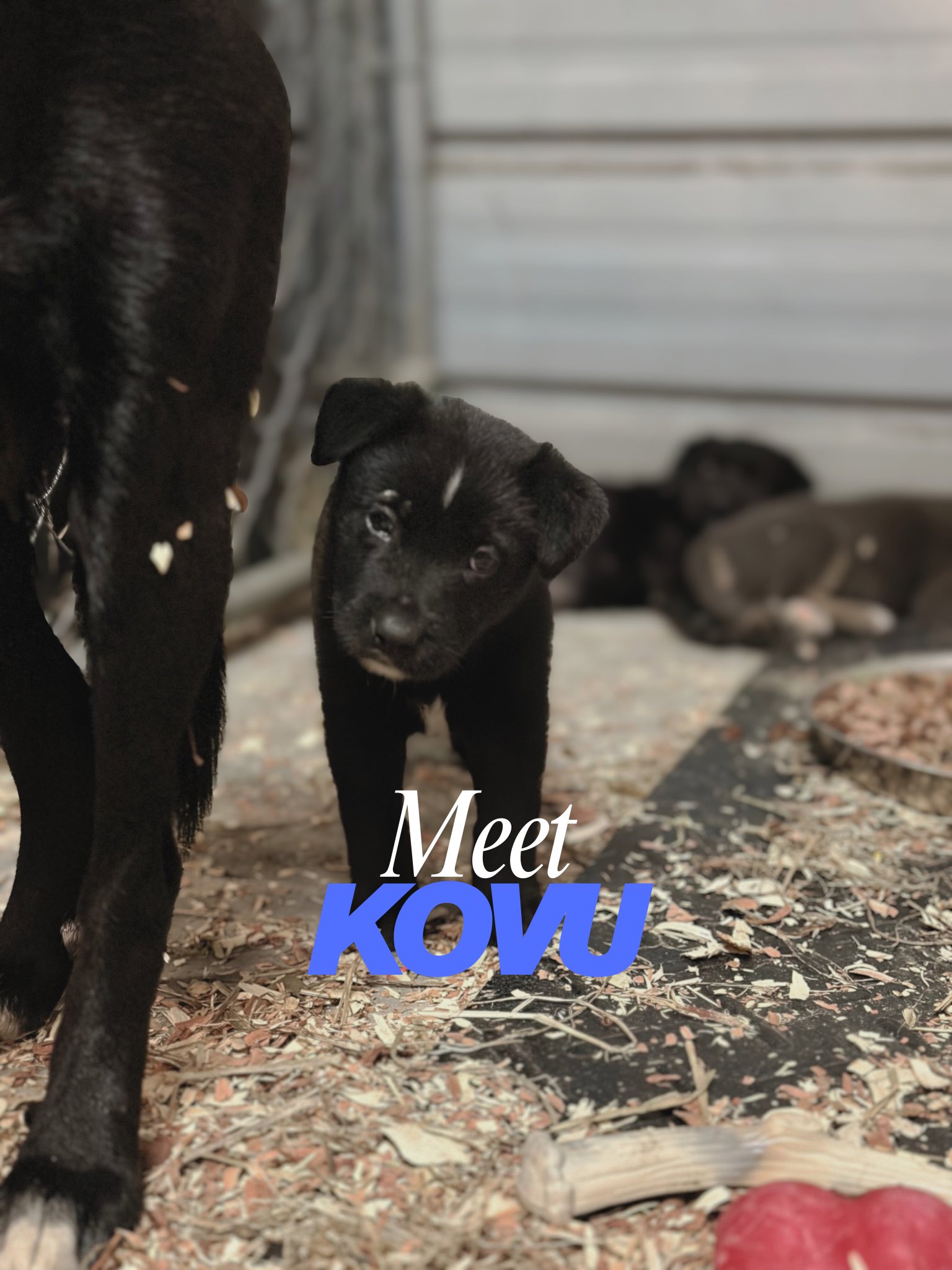 Meraki Animal Rescue &... - Meraki Animal Rescue & Outreach