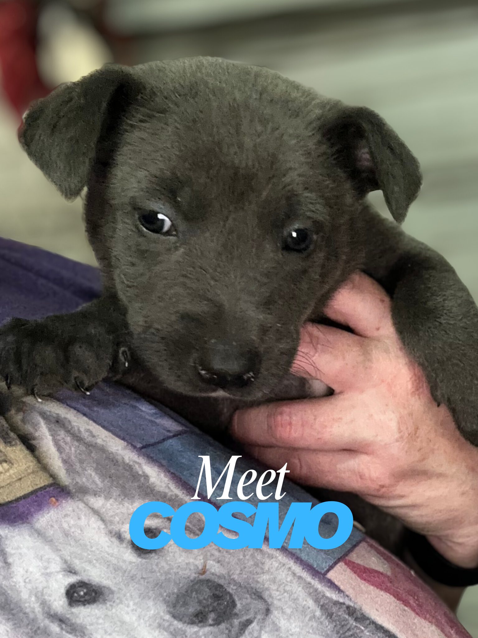 Meraki Animal Rescue &... - Meraki Animal Rescue & Outreach