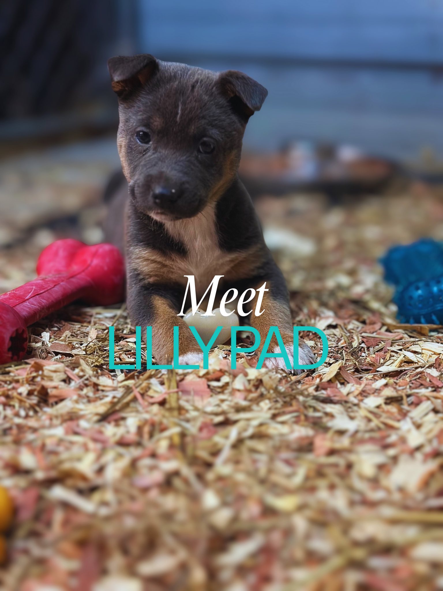 Meraki Animal Rescue &... - Meraki Animal Rescue & Outreach