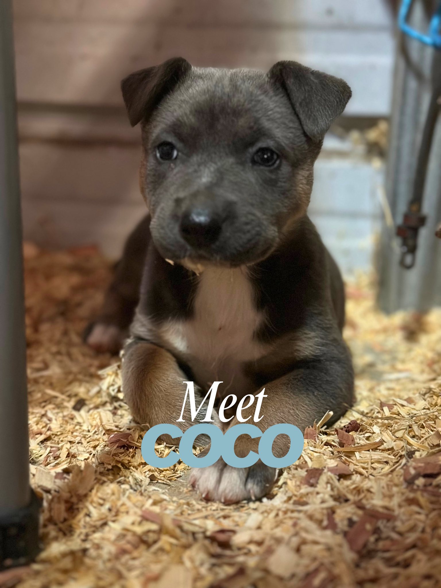 Meraki Animal Rescue &... - Meraki Animal Rescue & Outreach