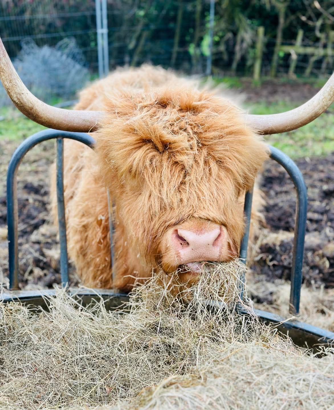 Mini Moo Farm