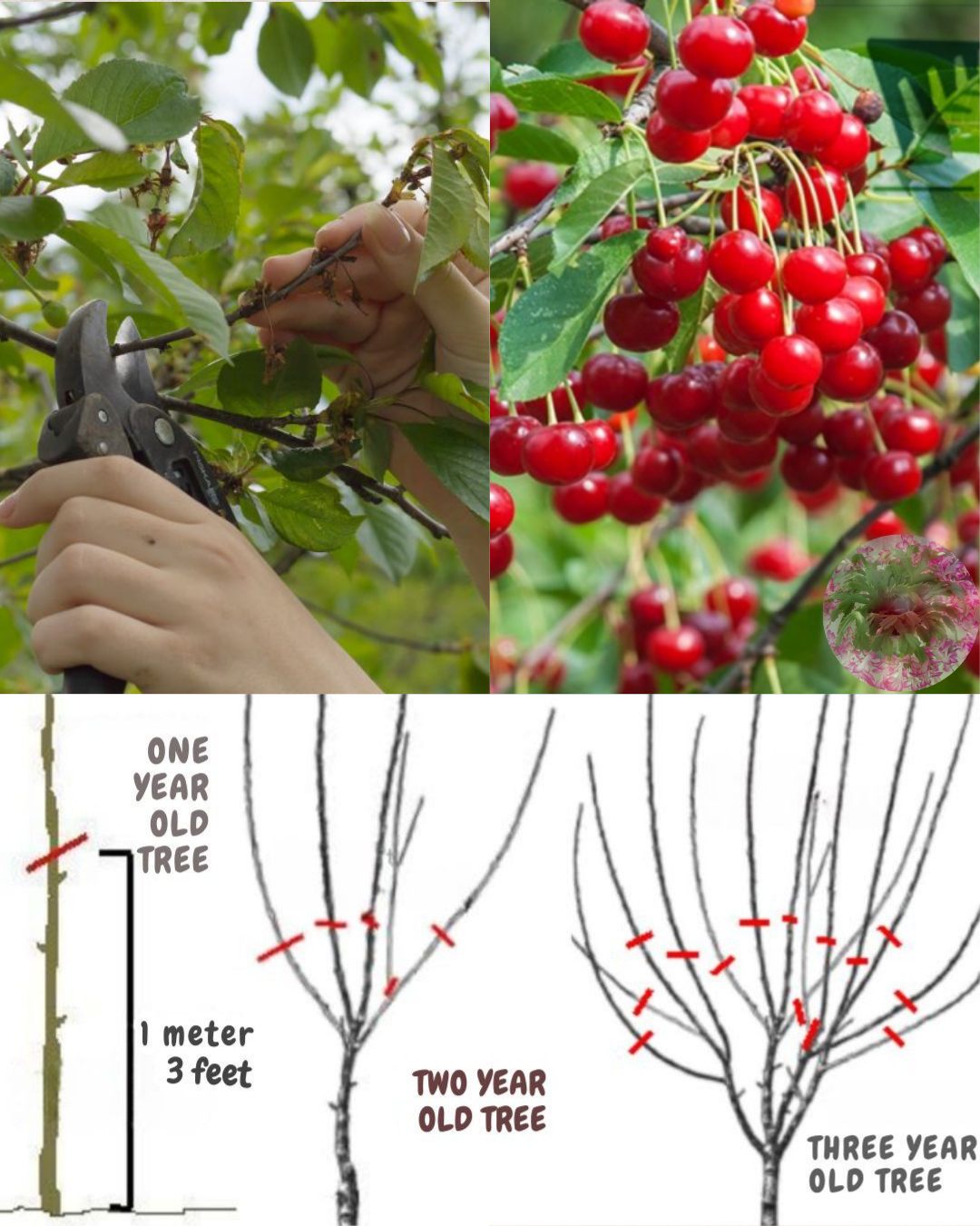 Gardening - Don’t Cut Yet! Learn the Best Time & Way to Prune Cherry ...