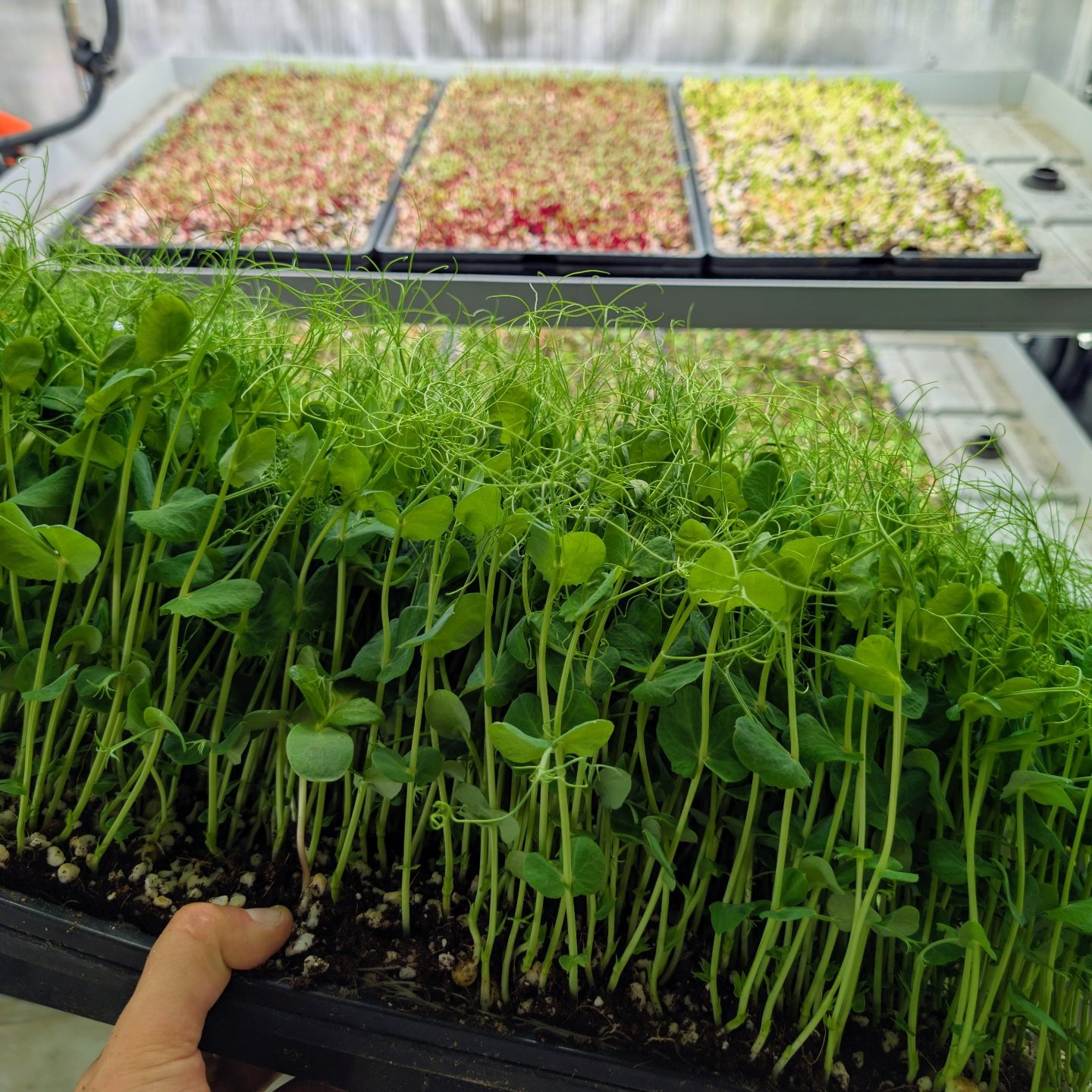 Little Roots Farm - Microgreens Hobart | Acton Park TAS
