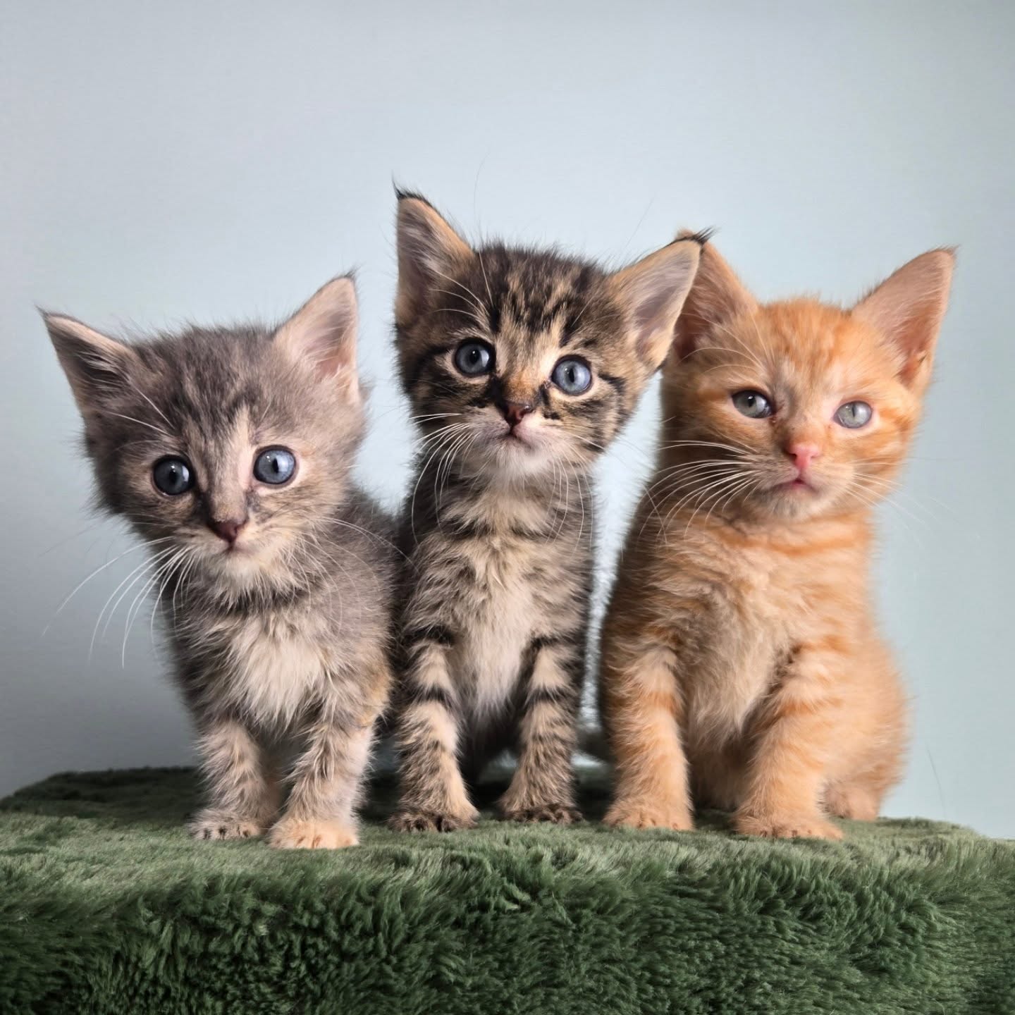 Clover's Cat Club | Normal IL