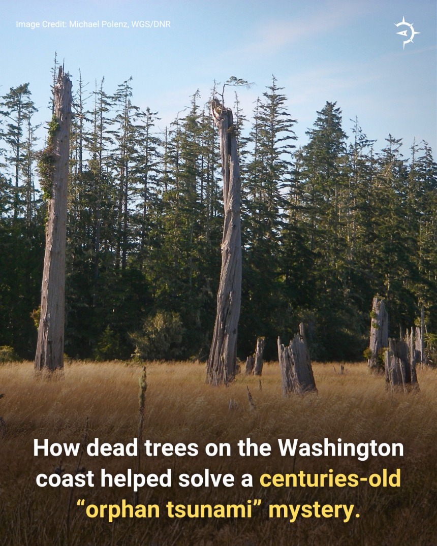 Atlas - How these dead trees on the Washington coast helped solve a ...