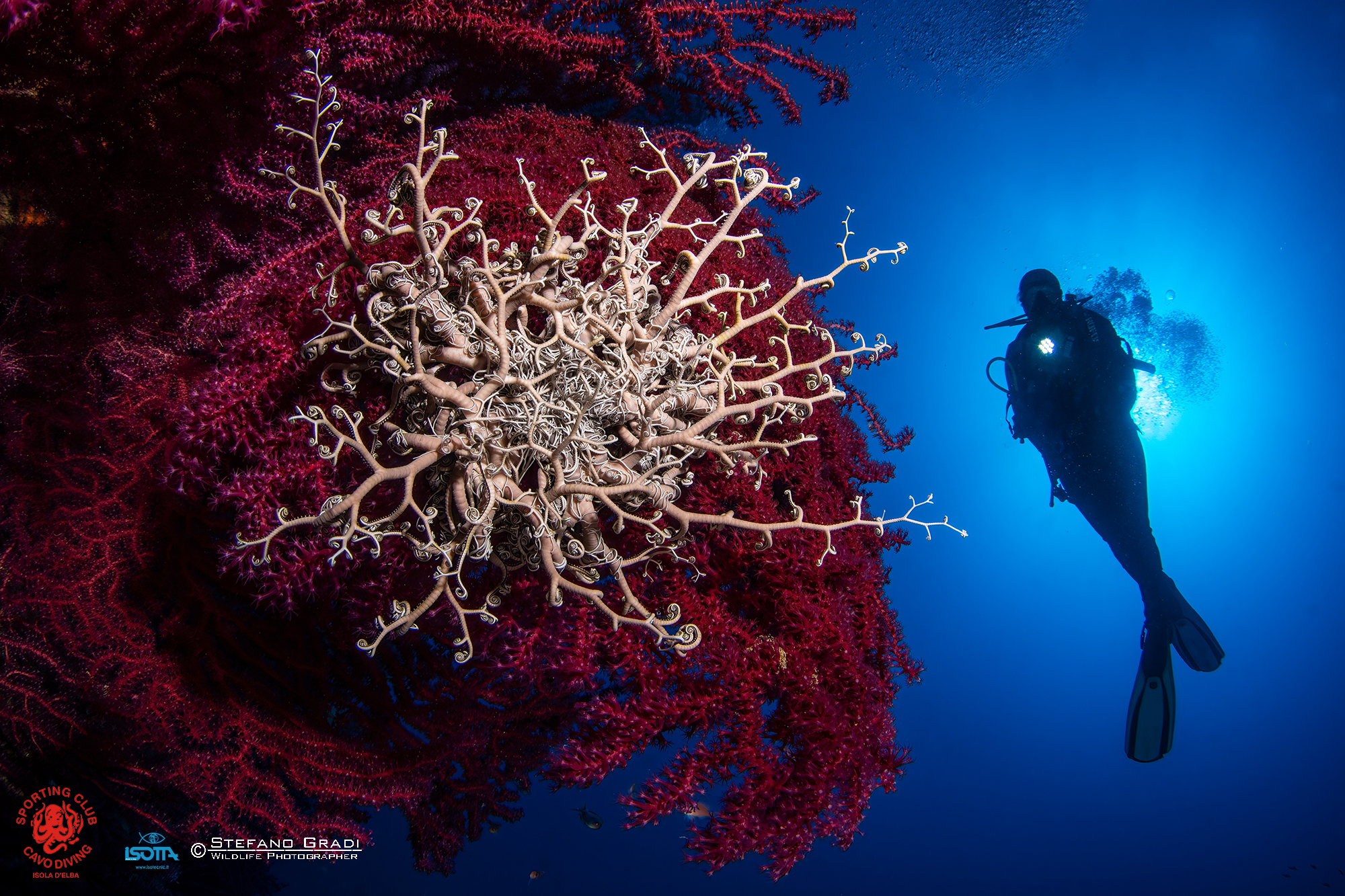 WWF SUB - 📷Vincitore del Concorso Fotografico “Mediterraneo, un Mare da ...