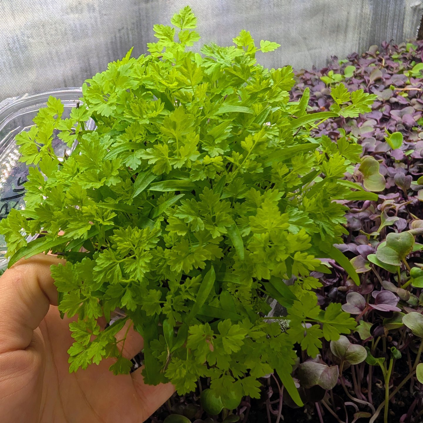 Little Roots Farm - Microgreens Hobart | Acton Park TAS