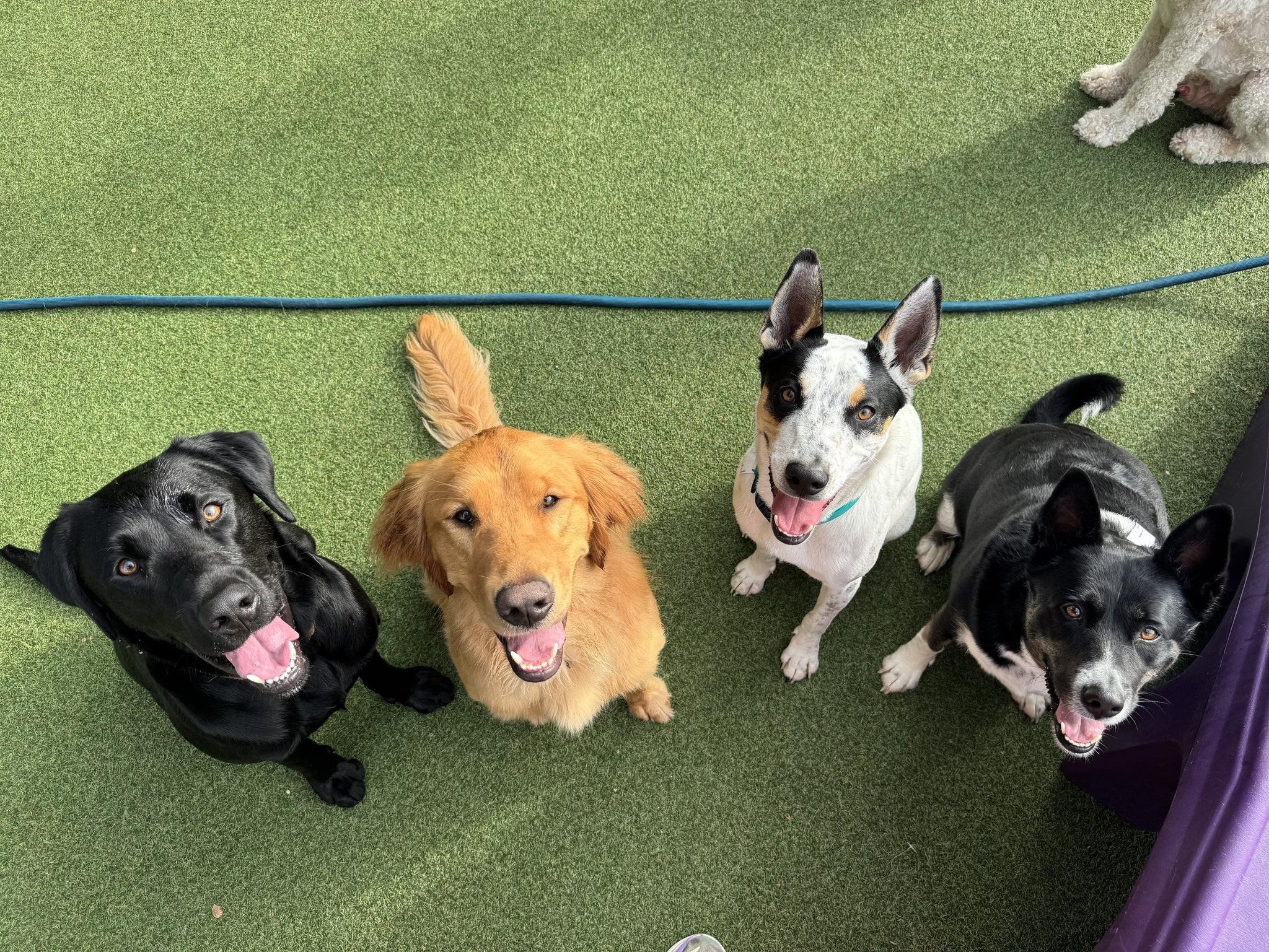 The Dapper Dog Granbury | Granbury TX