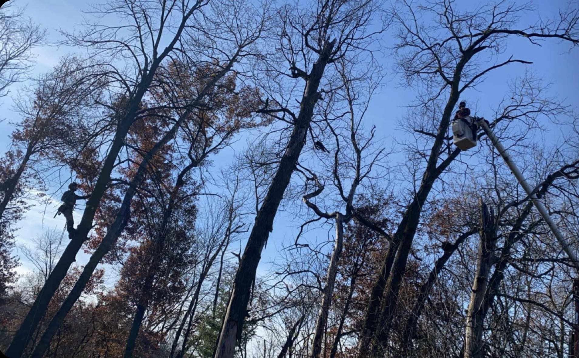 Riggs Tree Service, LLC. added... - Riggs Tree Service, LLC.