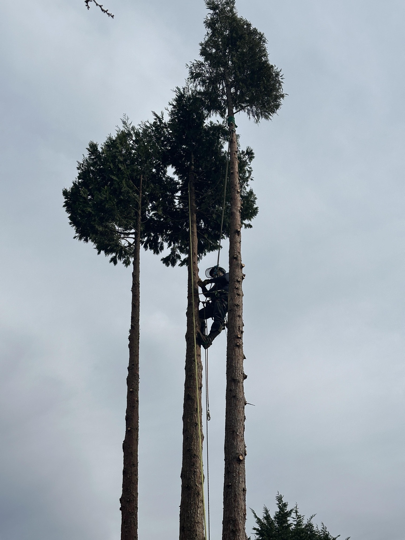 Jake’s Tree Service | Everett WA