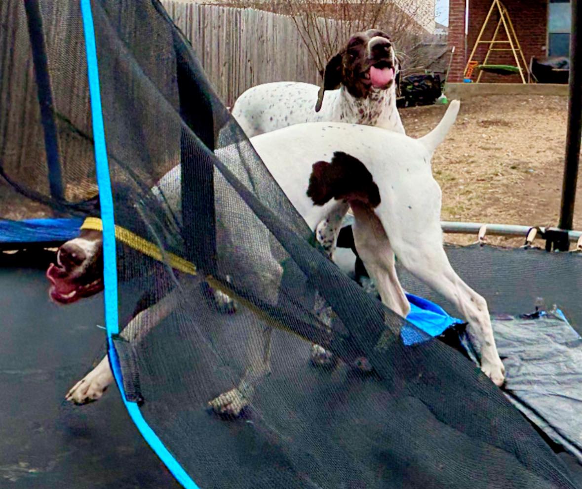 Dumb and dumber took down the trampoline net today… 🫠